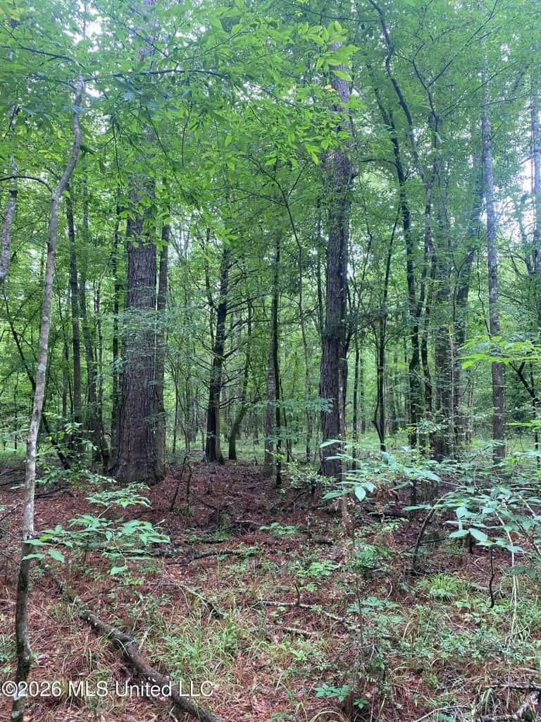 Hunting and Recreational Land for Sale in Amite County, Miss