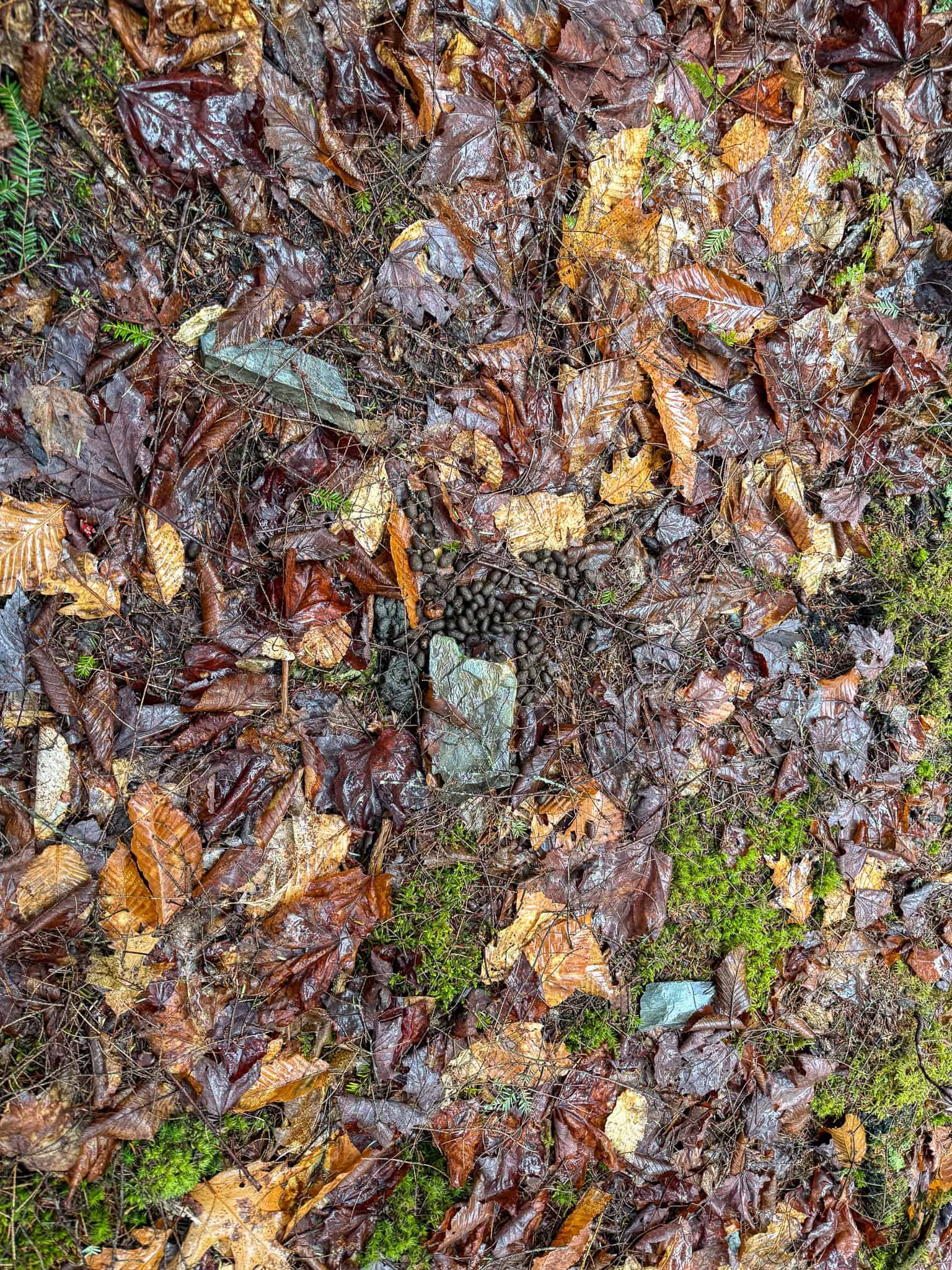 19 Acre Recreational Property – Detroit, Maine