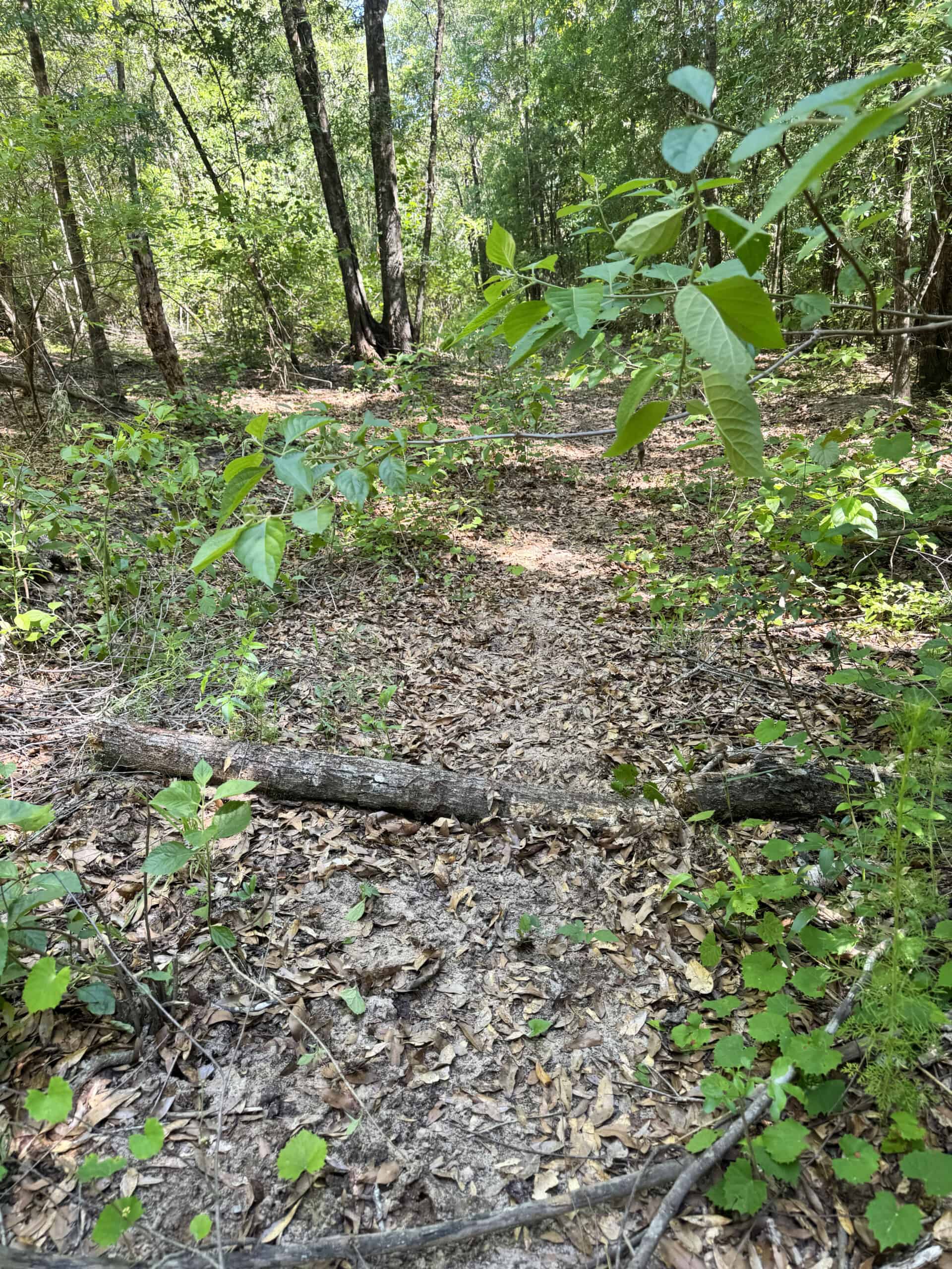 Exceptional 110 ac Hunting & Recreational Property in Shellman, GA