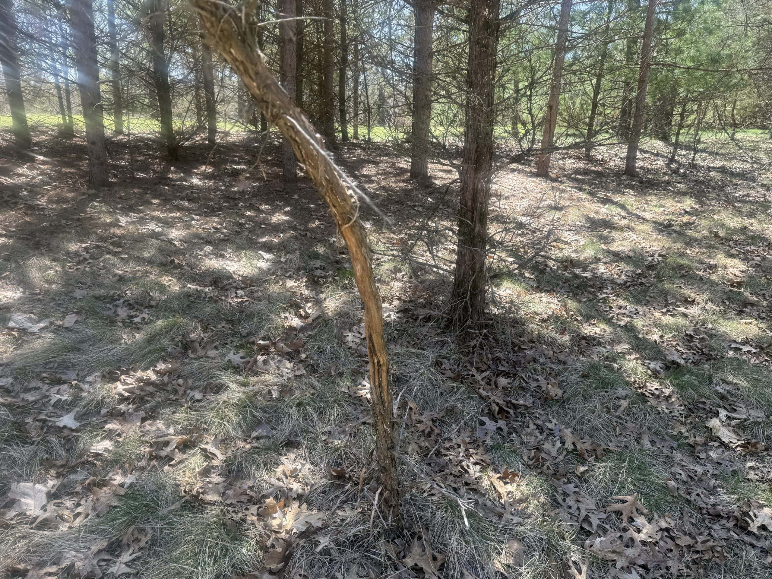 88 Acre Marquette County  WI Hunting Property For Sale