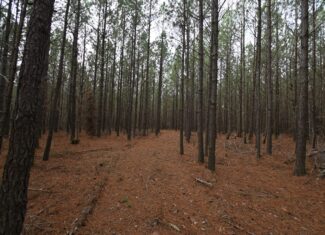 20 Wooded Acres For Sale in Lewis County, Tennessee