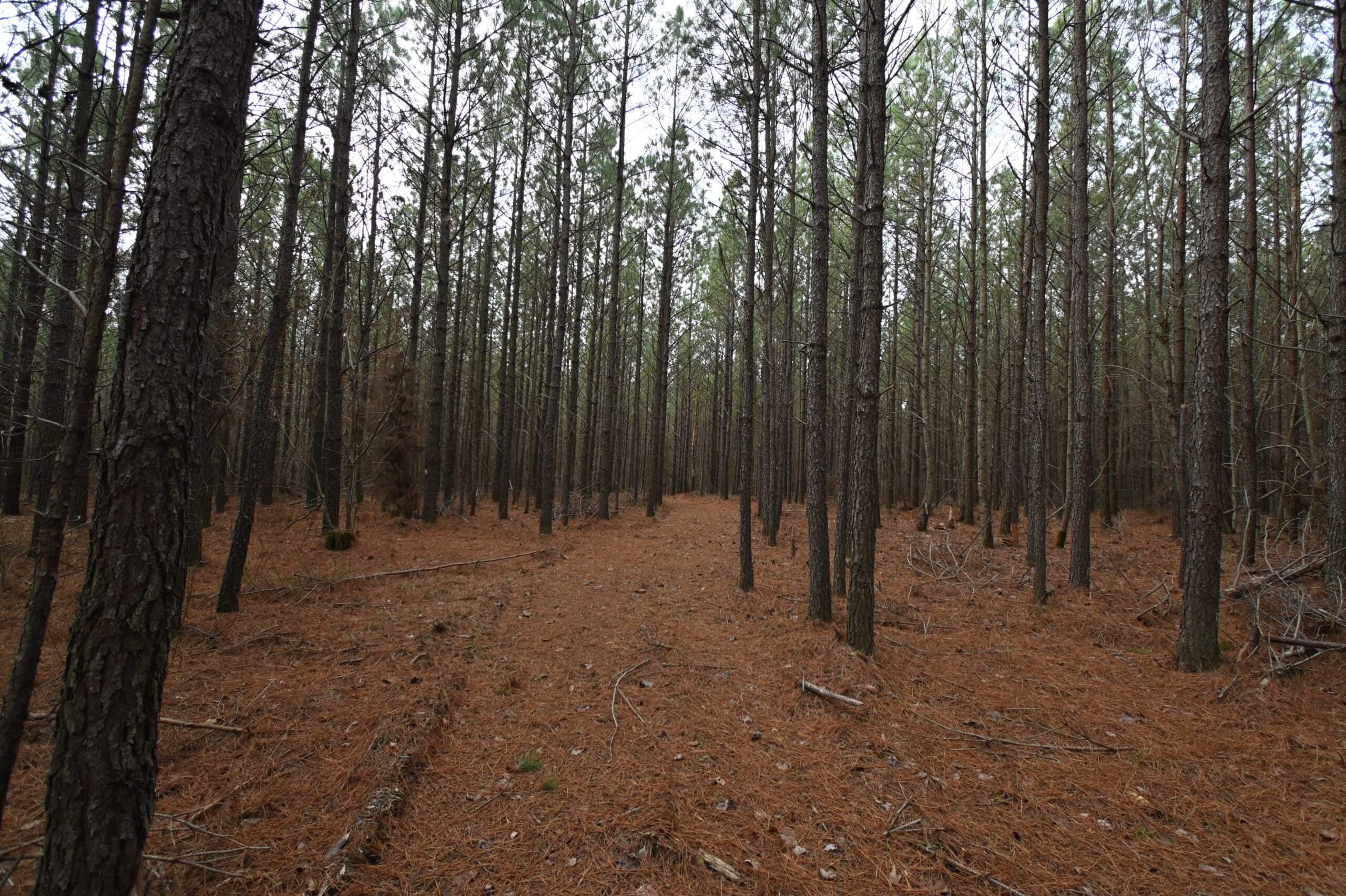 20 Wooded Acres For Sale in Lewis County, Tennessee