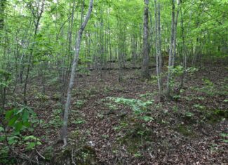 Tennessee Woods Land For Sale! 59.28 ac only minutes to TN River!