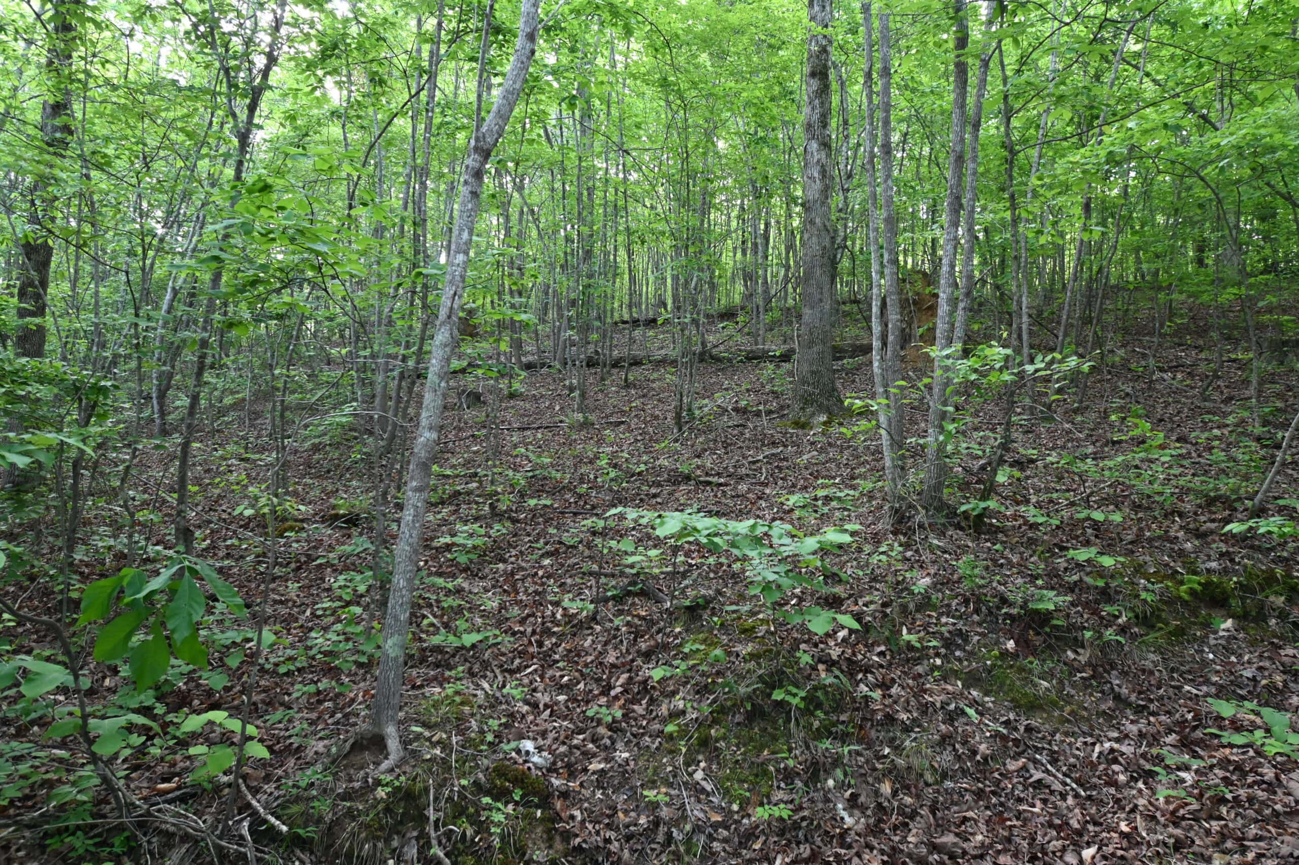 Tennessee Woods Land For Sale! 59.28 ac only minutes to TN River!
