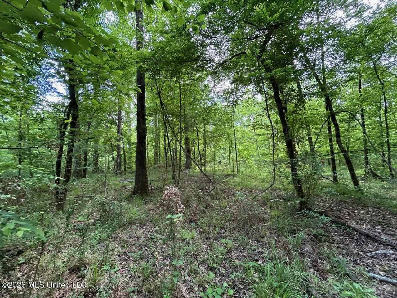 56 Acres in St. Helena Parish with Black Creek