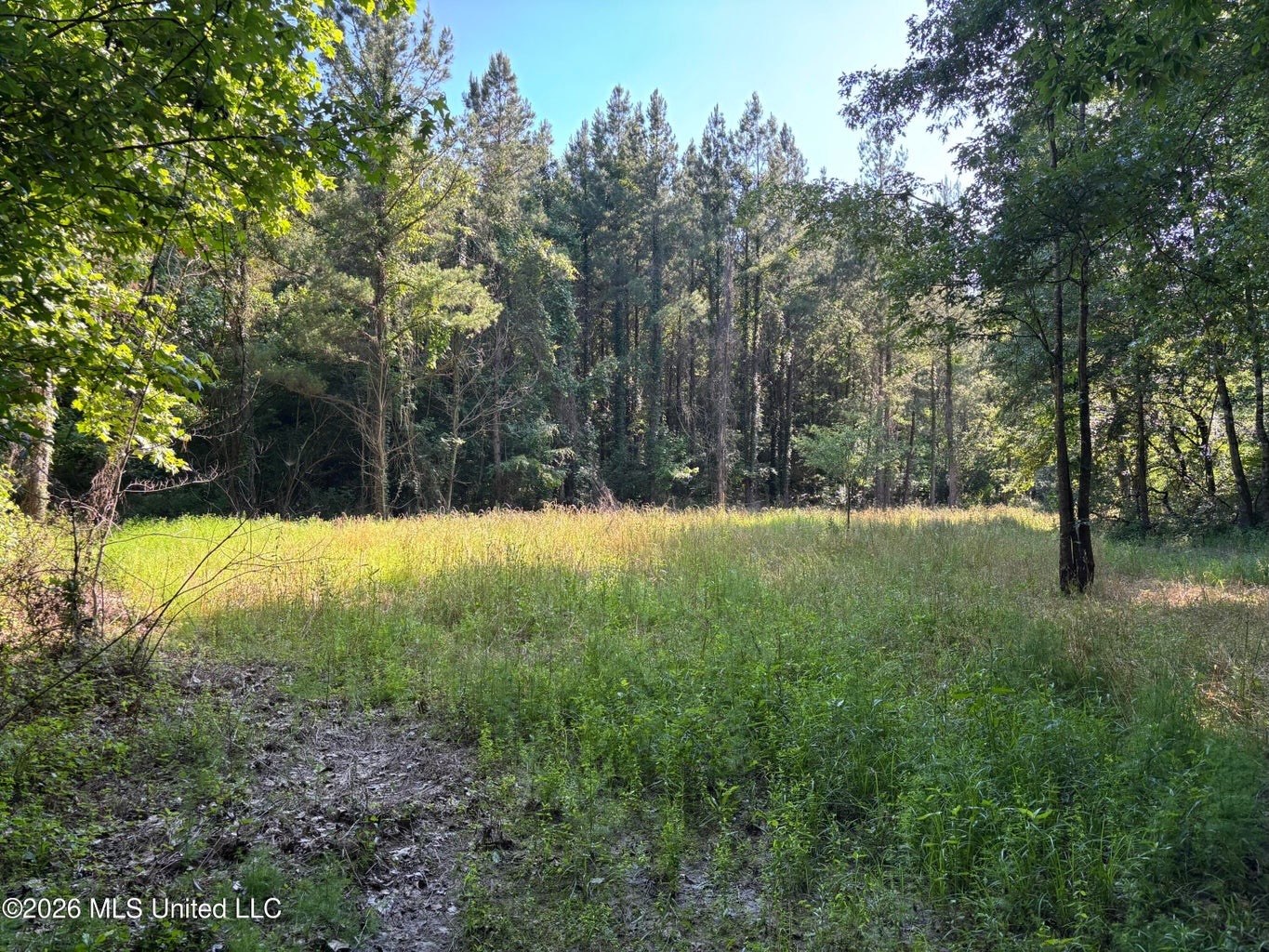 200 acres Franklin County MS Hunting Land Timber Investment