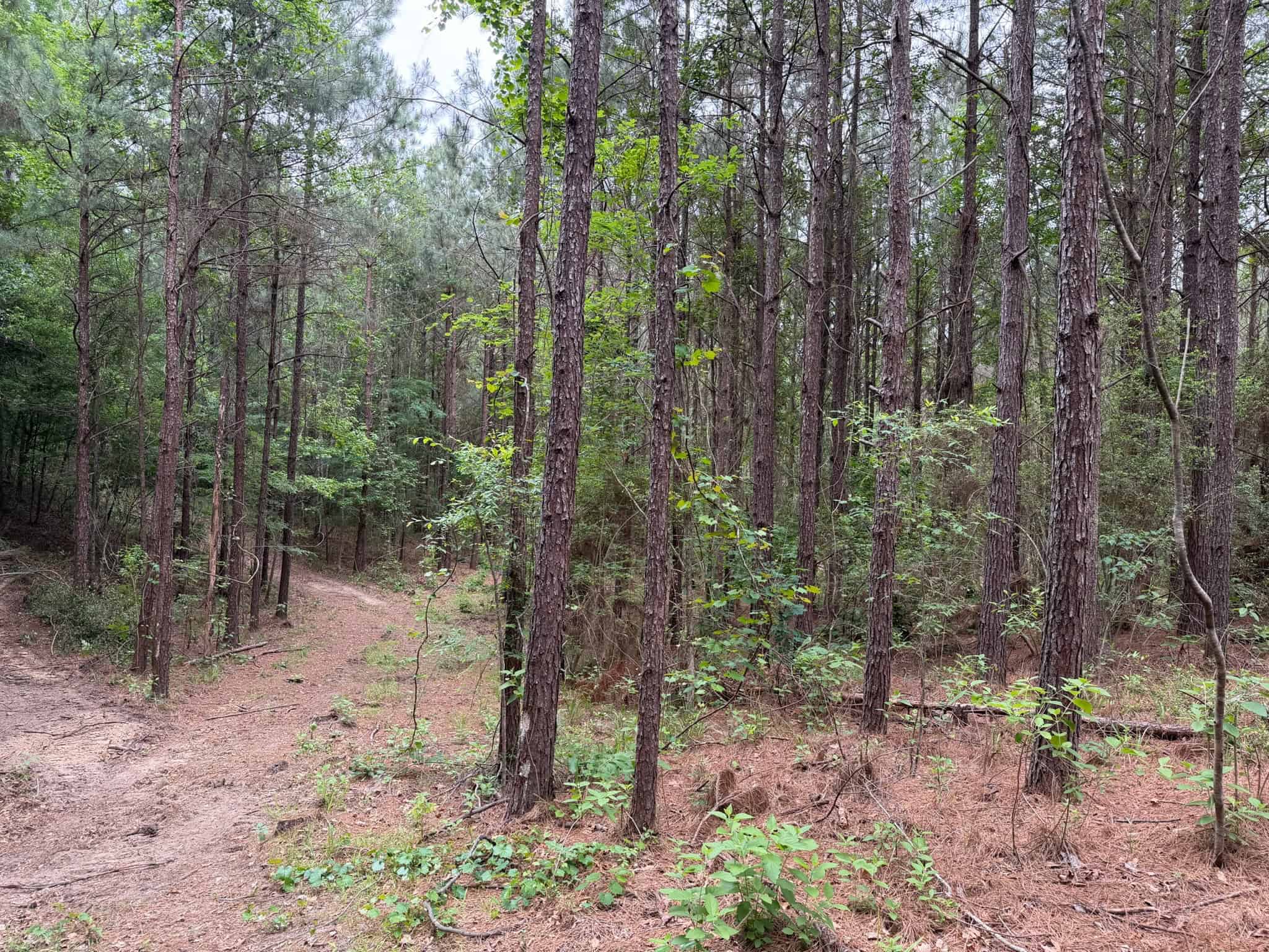 LA Recreation & Timber Property Joining Saline Lake
