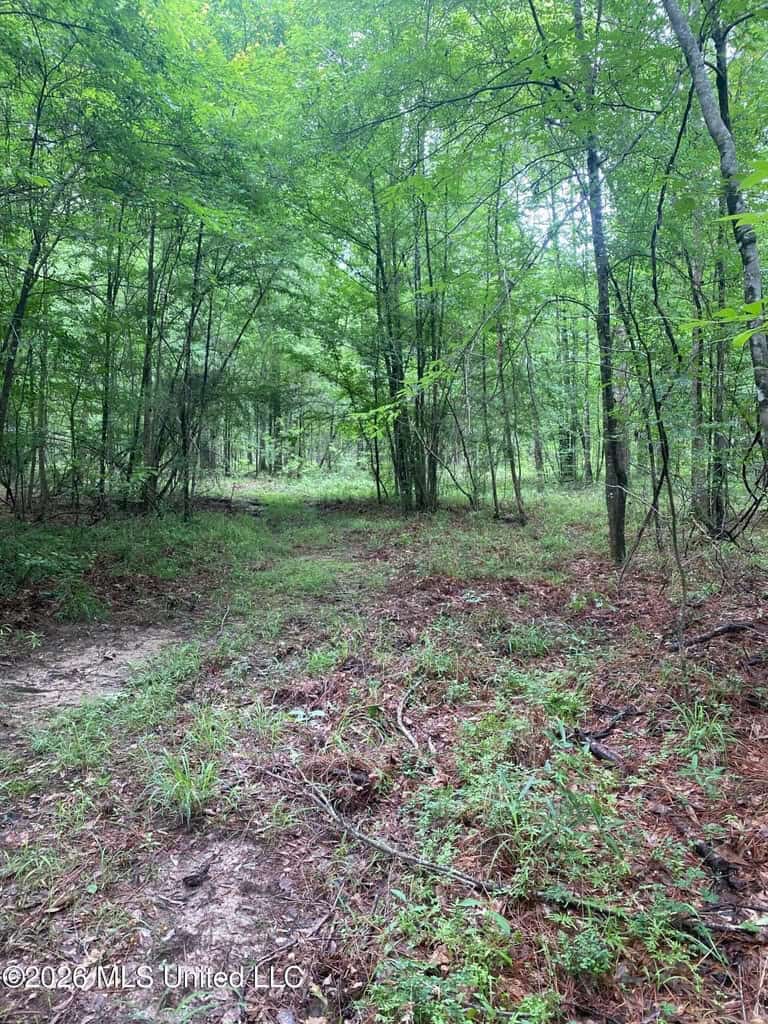 Hunting and Recreational Land for Sale in Amite County, Miss