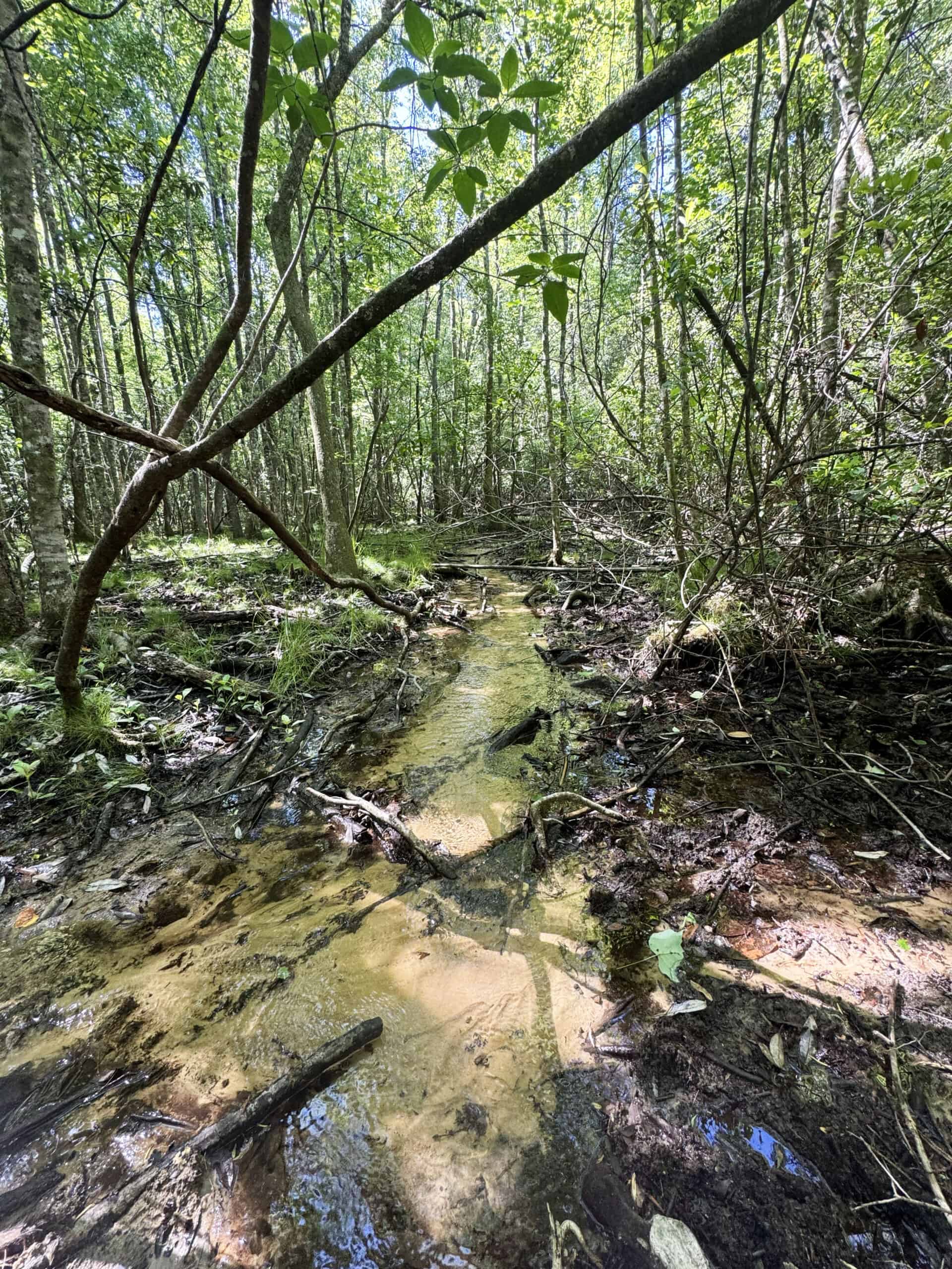 Exceptional 110 ac Hunting & Recreational Property in Shellman, GA