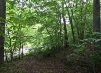 Tennessee Woods Land For Sale! 59.28 ac only minutes to TN River!