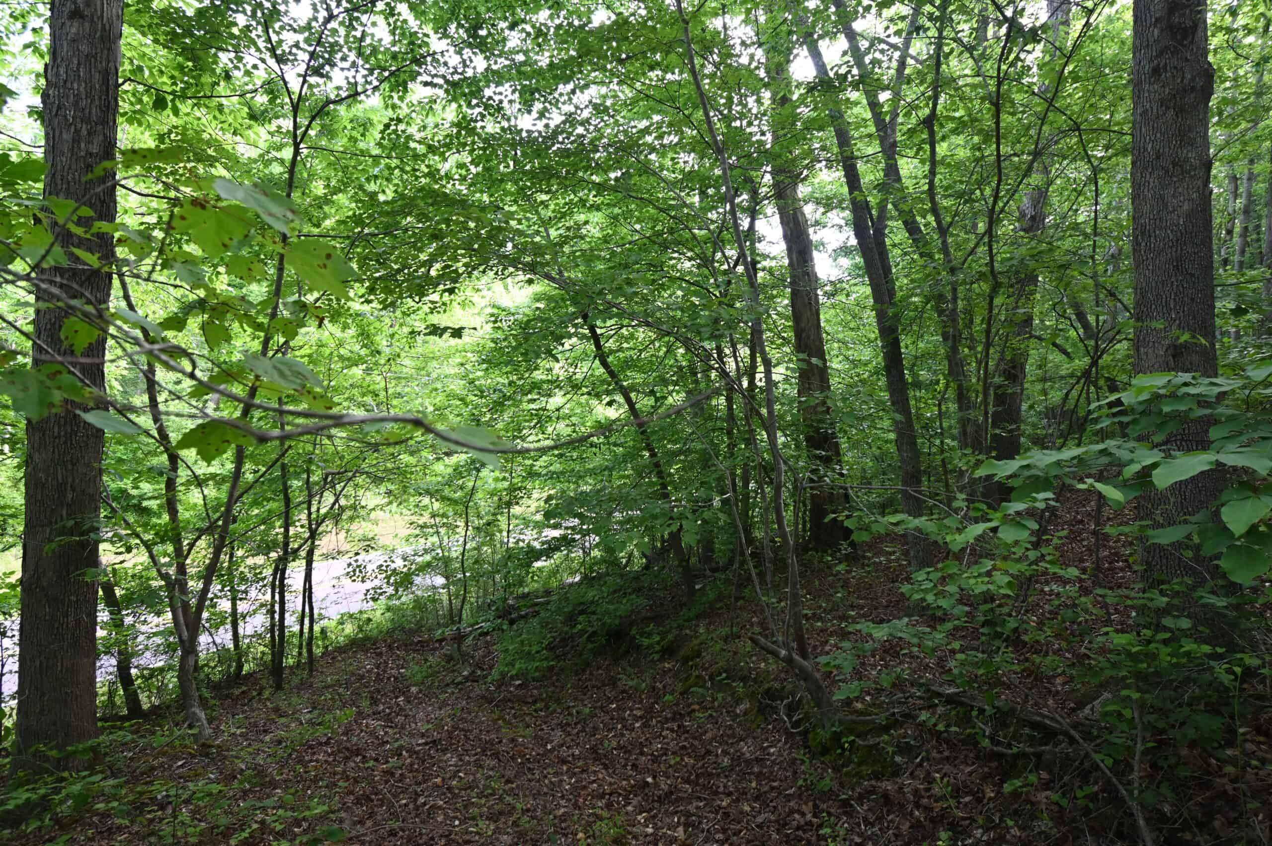 Tennessee Woods Land For Sale! 59.28 ac only minutes to TN River!