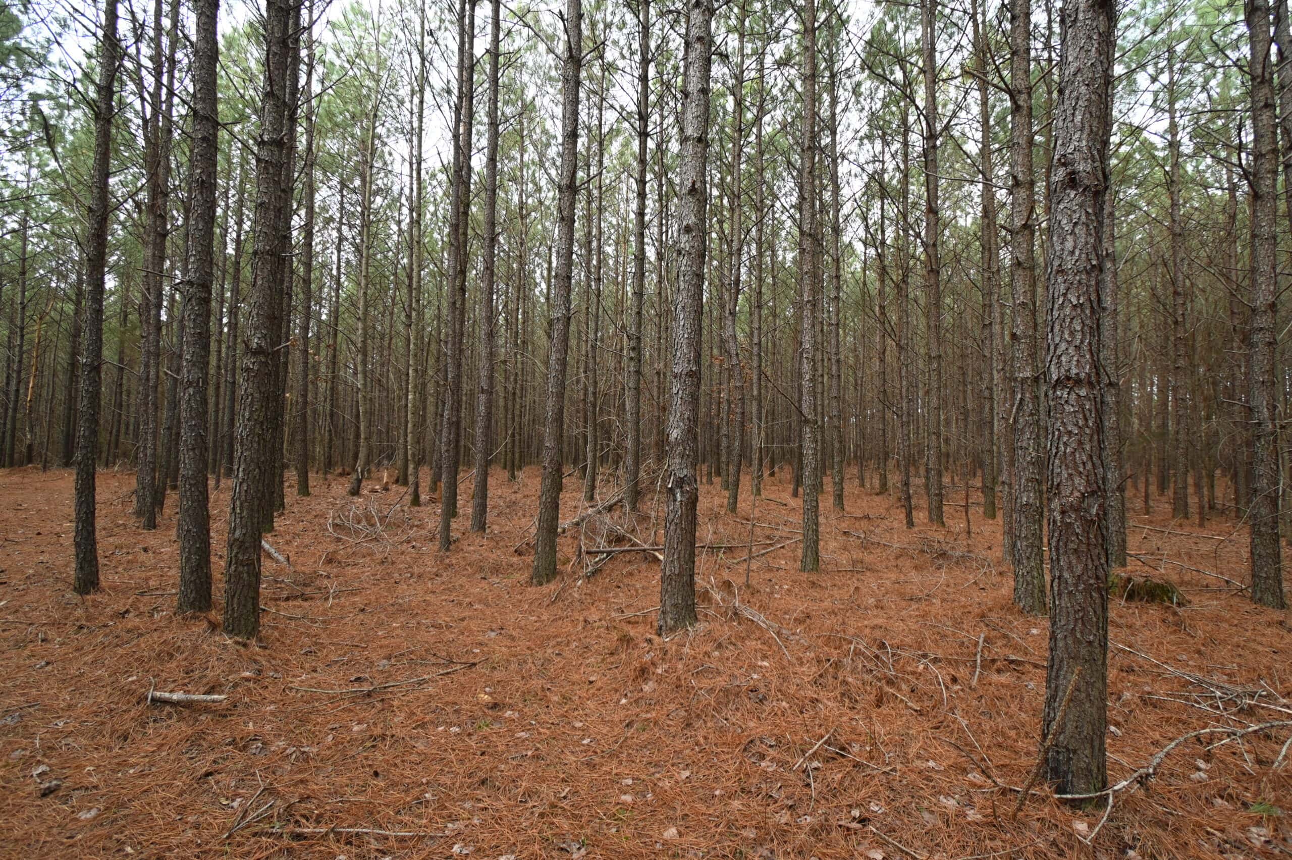 20 Wooded Acres For Sale in Lewis County, Tennessee