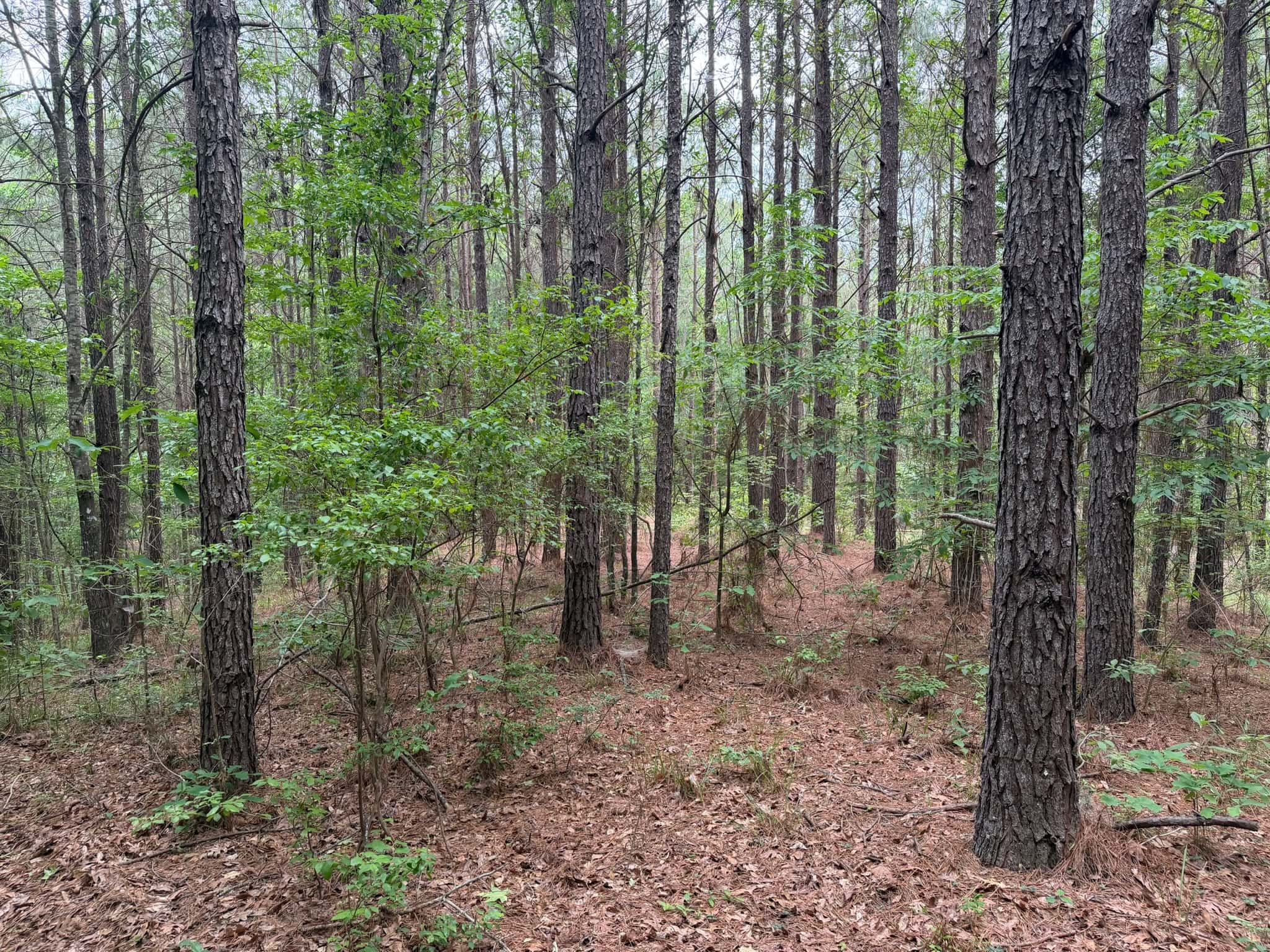 LA Recreation & Timber Property Joining Saline Lake