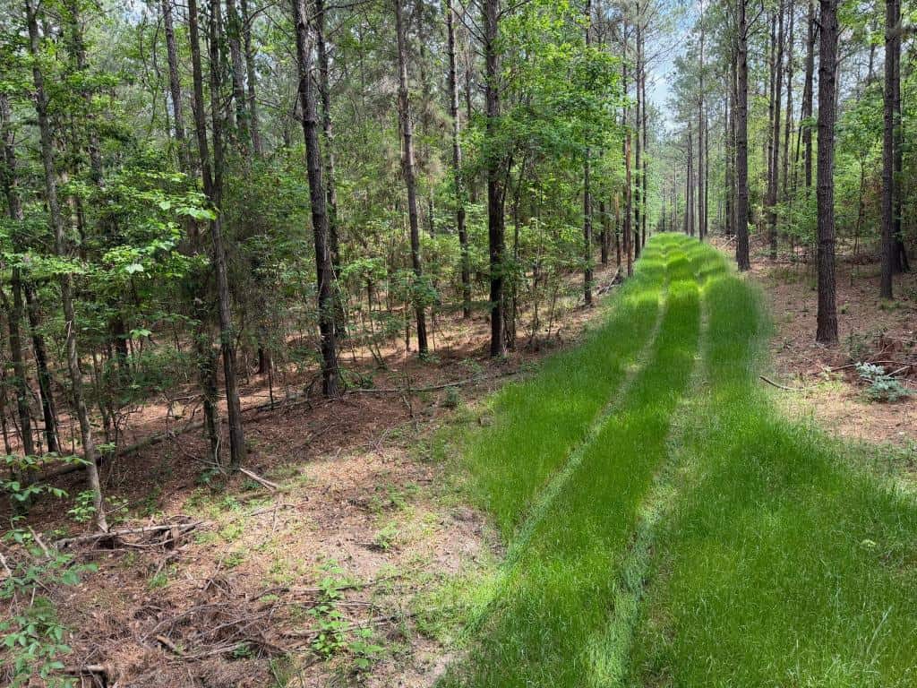 Hunting land with a Camp on Saline Lake Winn Parish LA