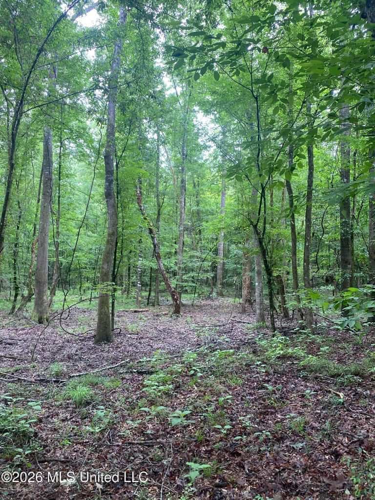 Hunting and Recreational Land for Sale in Amite County, Miss