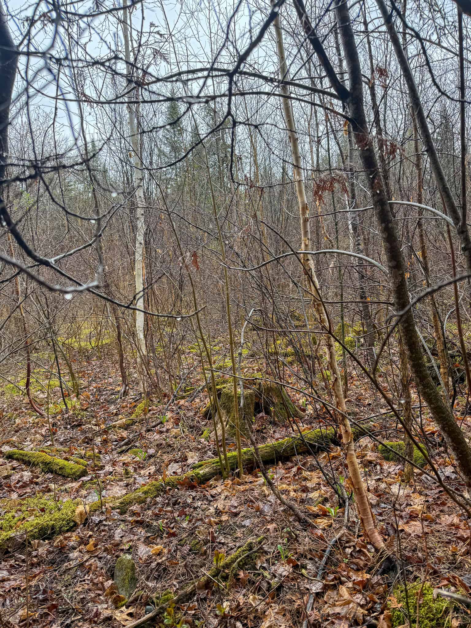 19 Acre Recreational Property – Detroit, Maine