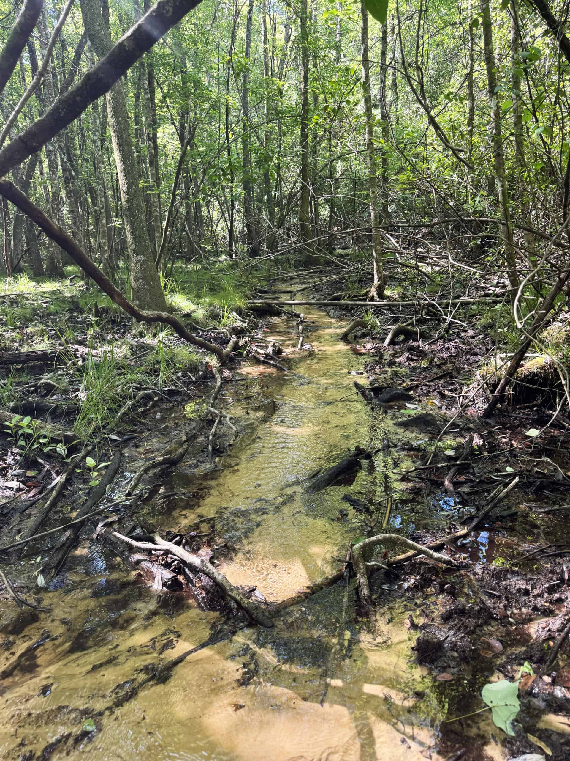 Exceptional 110 ac Hunting & Recreational Property in Shellman, GA