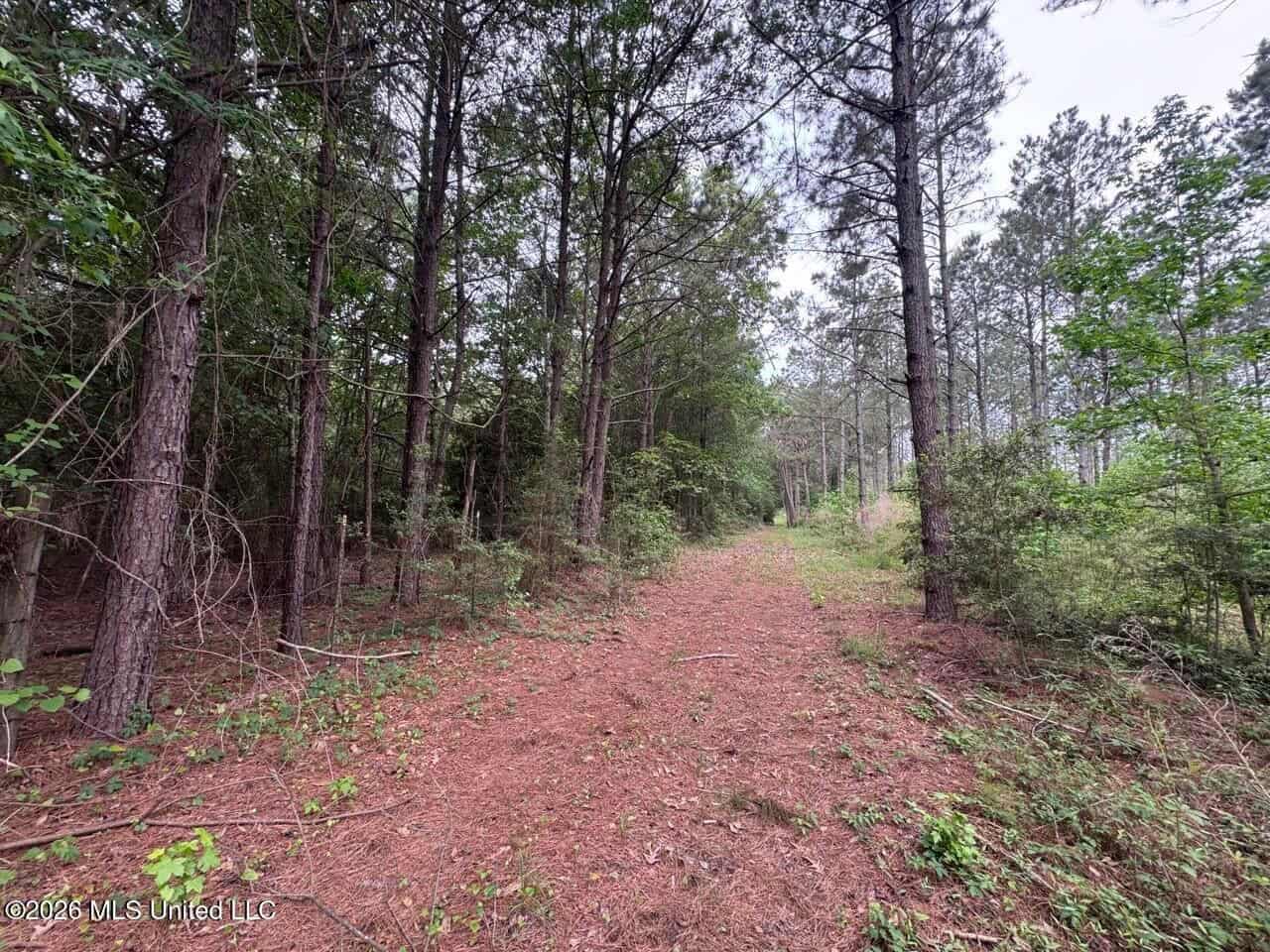 160 Acre in Bienville Parish Near Arcadia, Louisiana