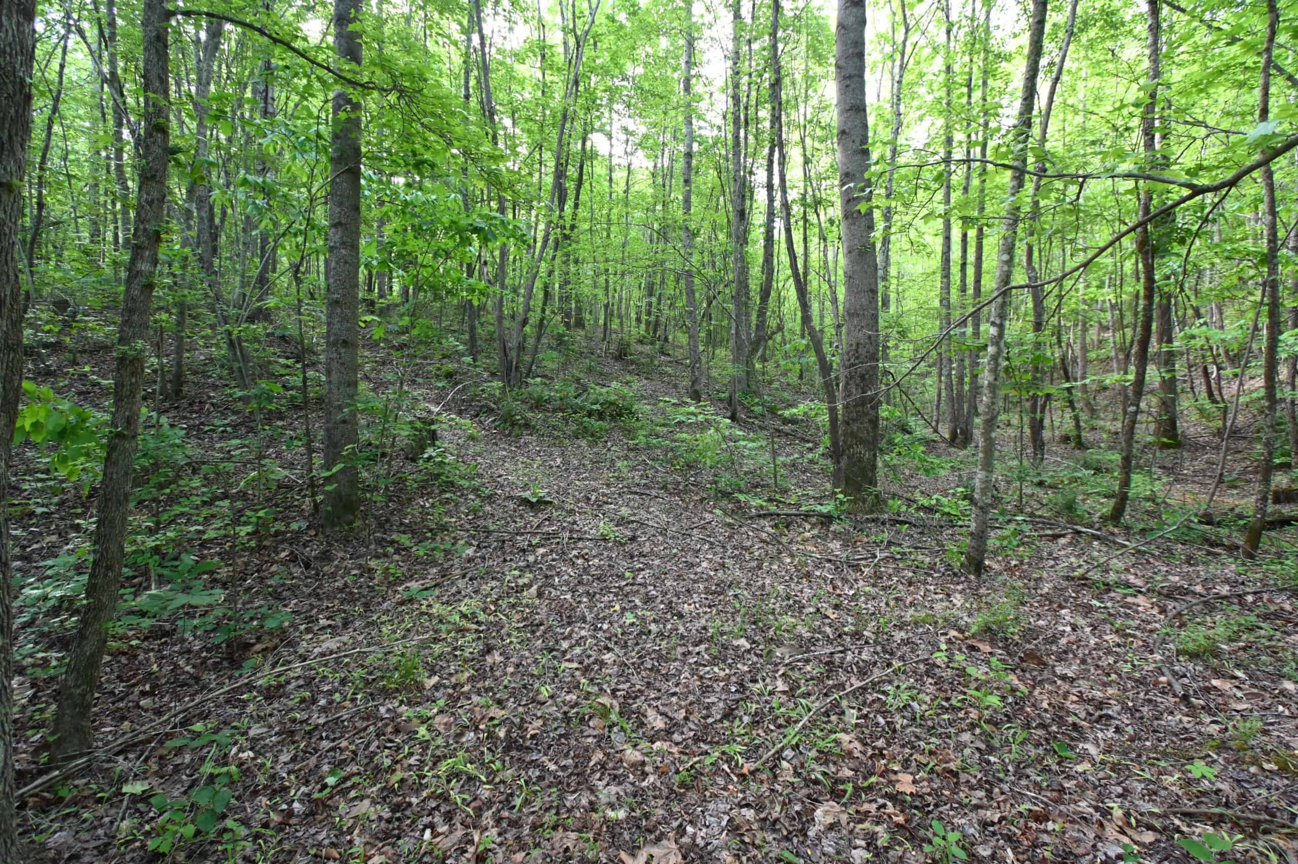 Tennessee Woods Land For Sale! 59.28 ac only minutes to TN River!