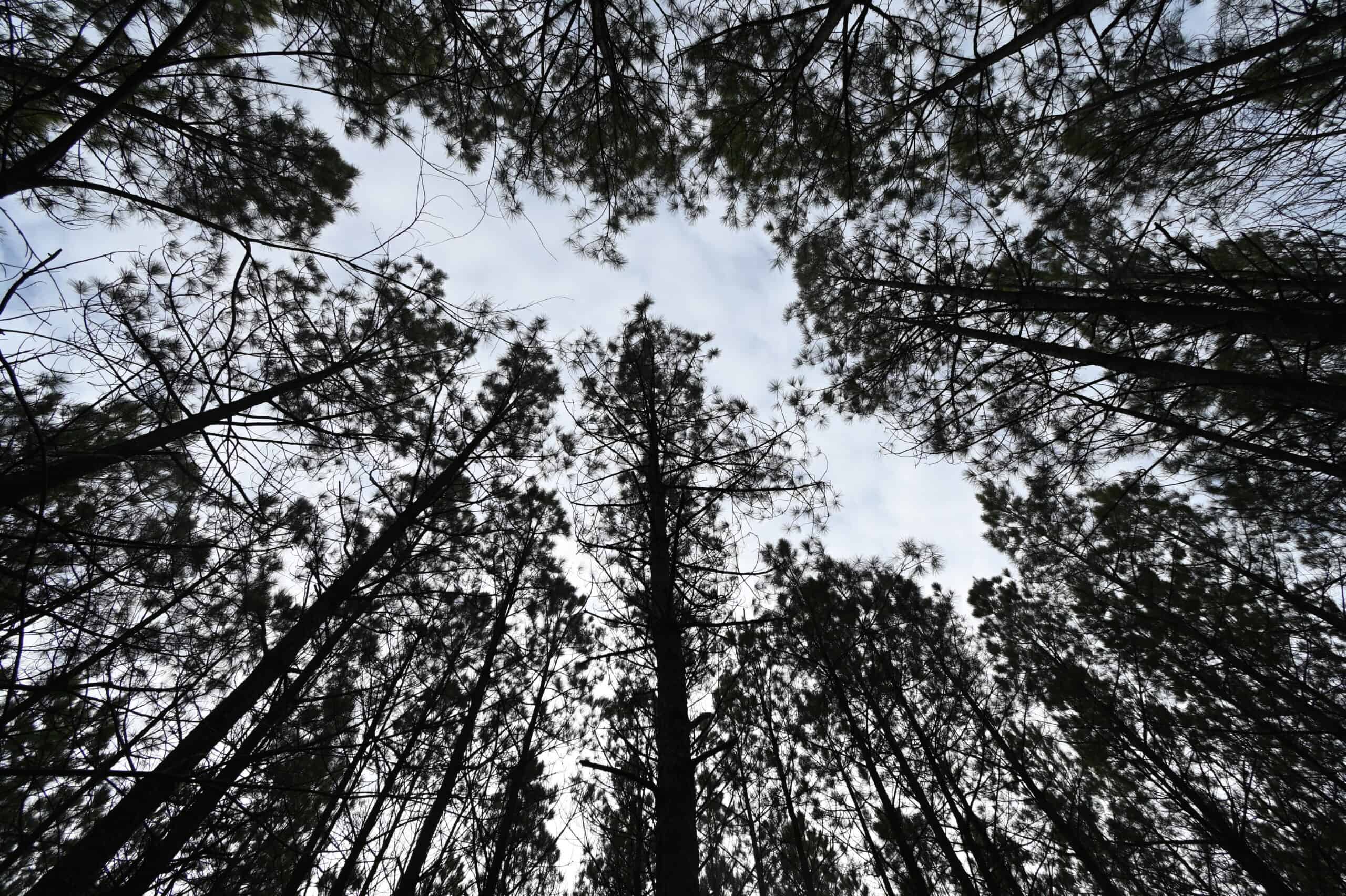 20 Wooded Acres For Sale in Lewis County, Tennessee