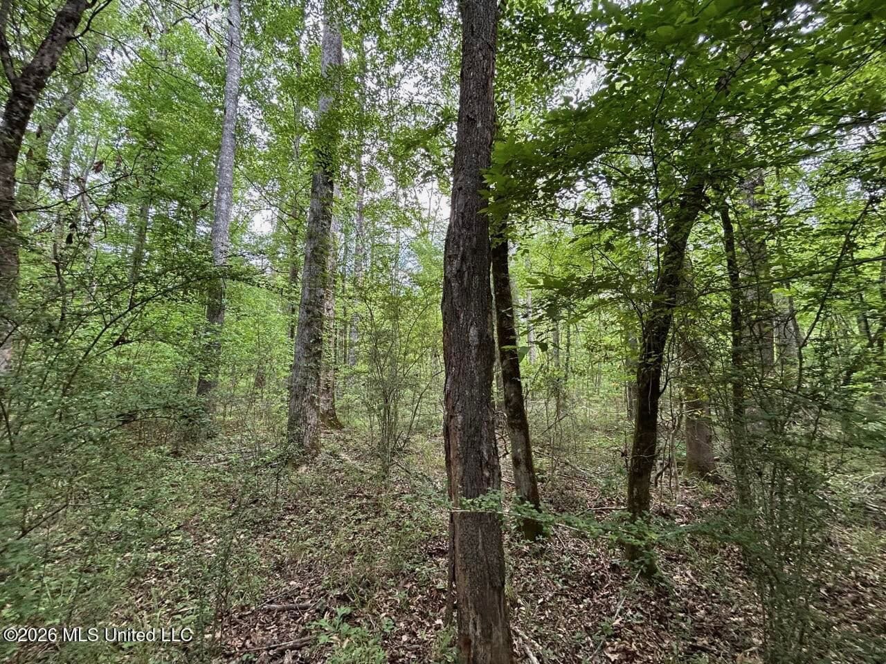 56 Acres in St. Helena Parish with Black Creek