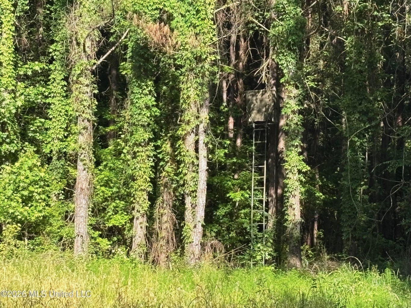 200 acres Franklin County MS Hunting Land Timber Investment