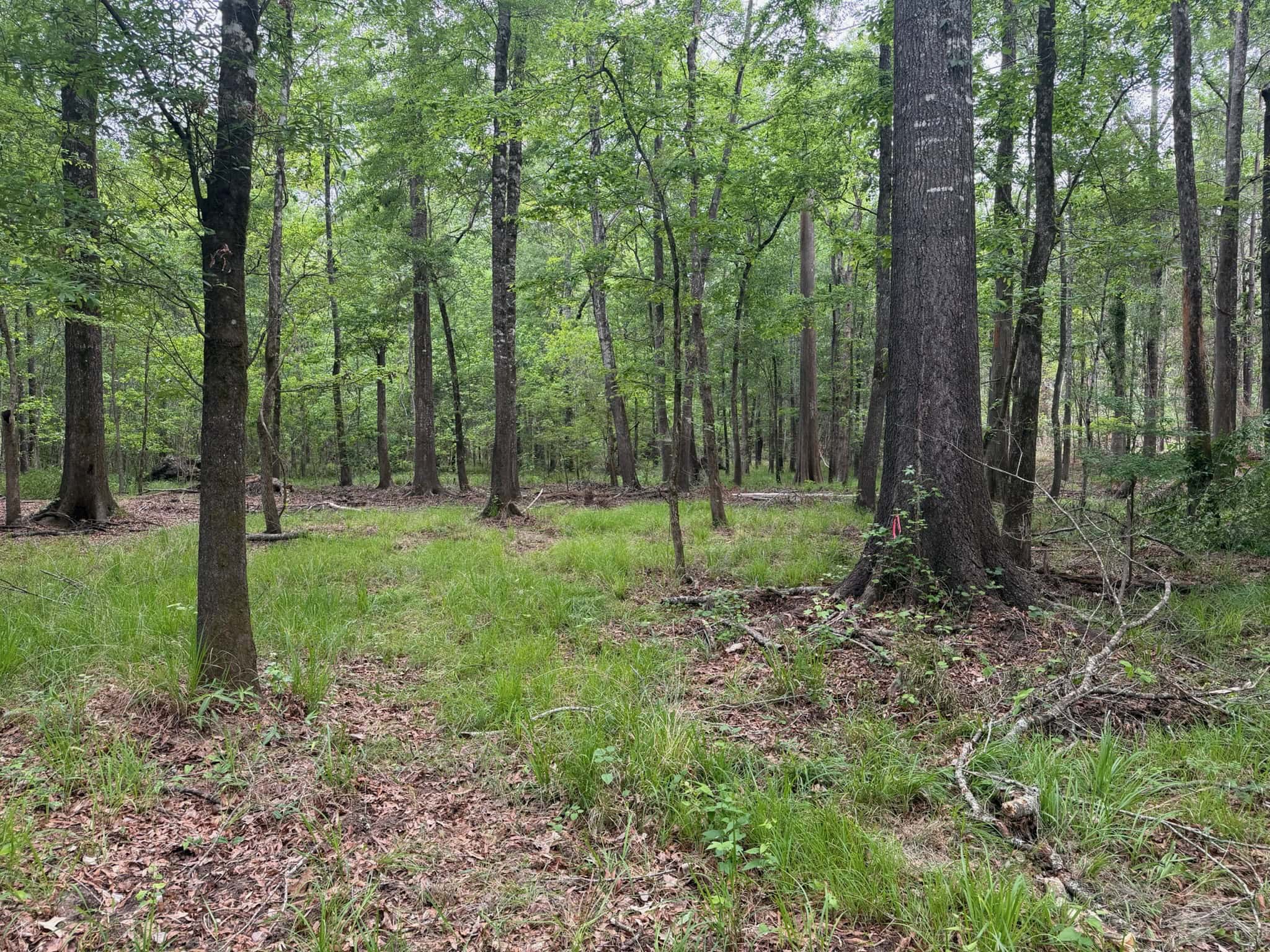 LA Recreation & Timber Property Joining Saline Lake