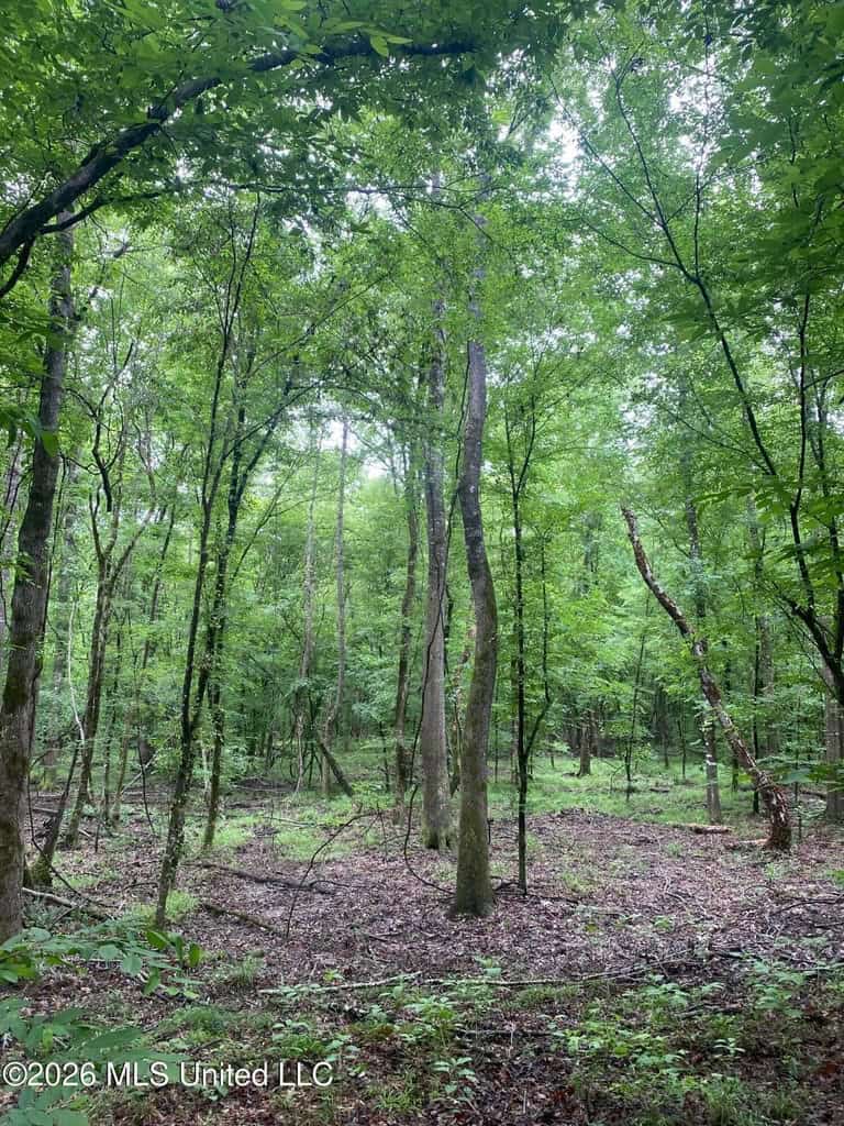 Hunting and Recreational Land for Sale in Amite County, Miss