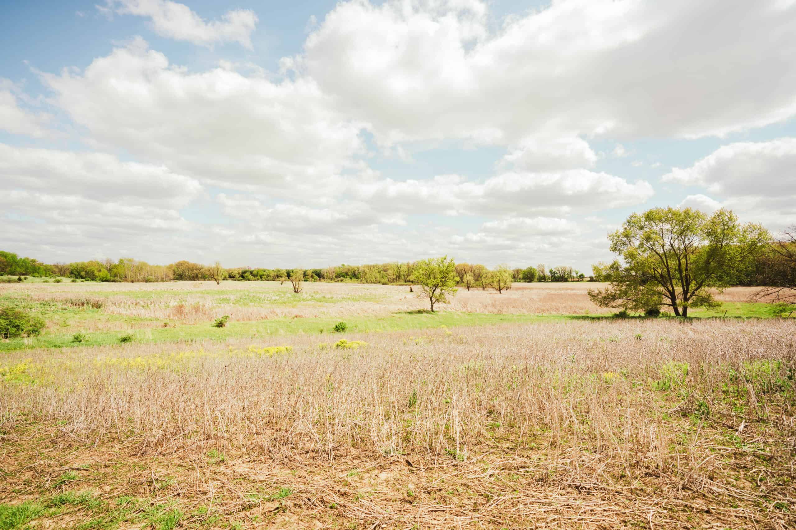 74 Acres in Dane County Town of York Rec, Hunting and Build Site for Sale