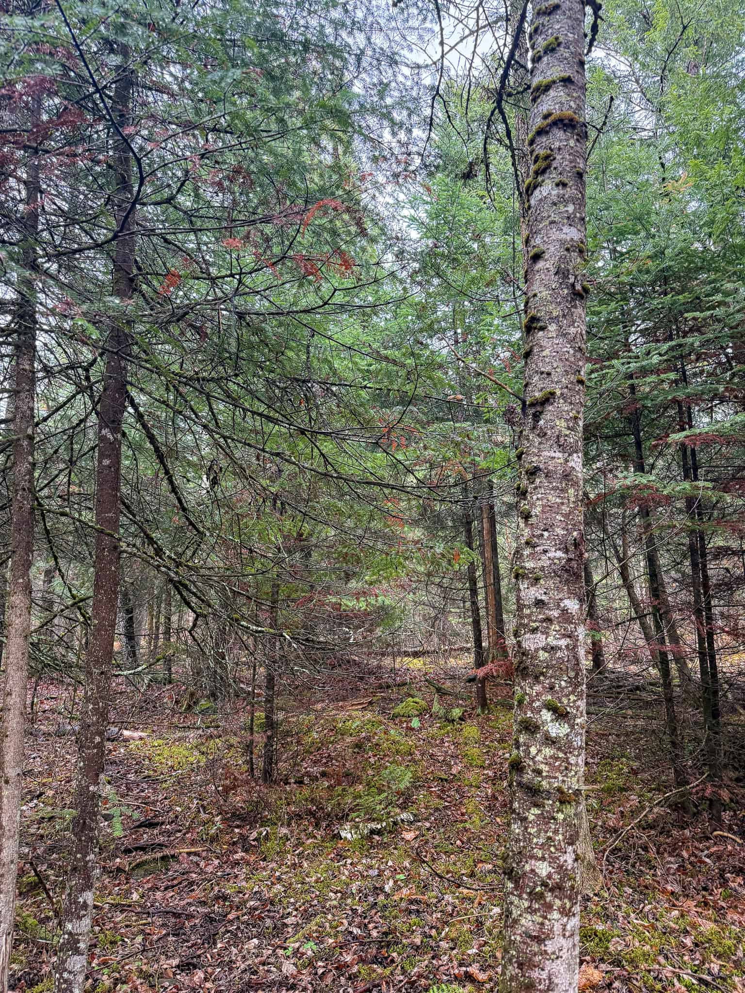 19 Acre Recreational Property – Detroit, Maine