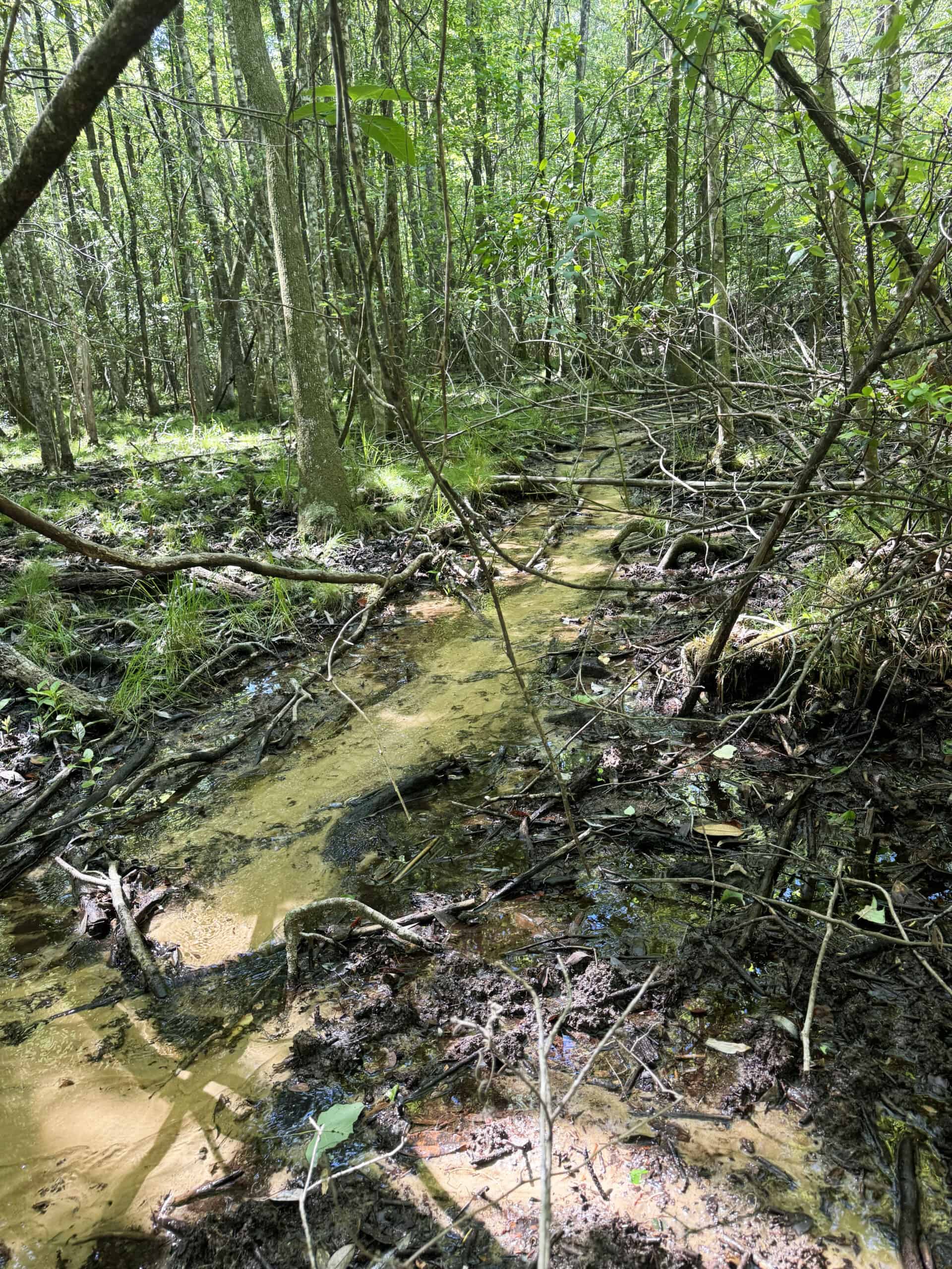 Exceptional 110 ac Hunting & Recreational Property in Shellman, GA