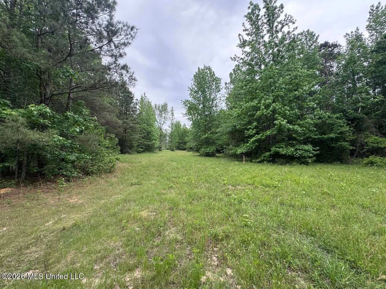 160 Acre in Bienville Parish Near Arcadia, Louisiana