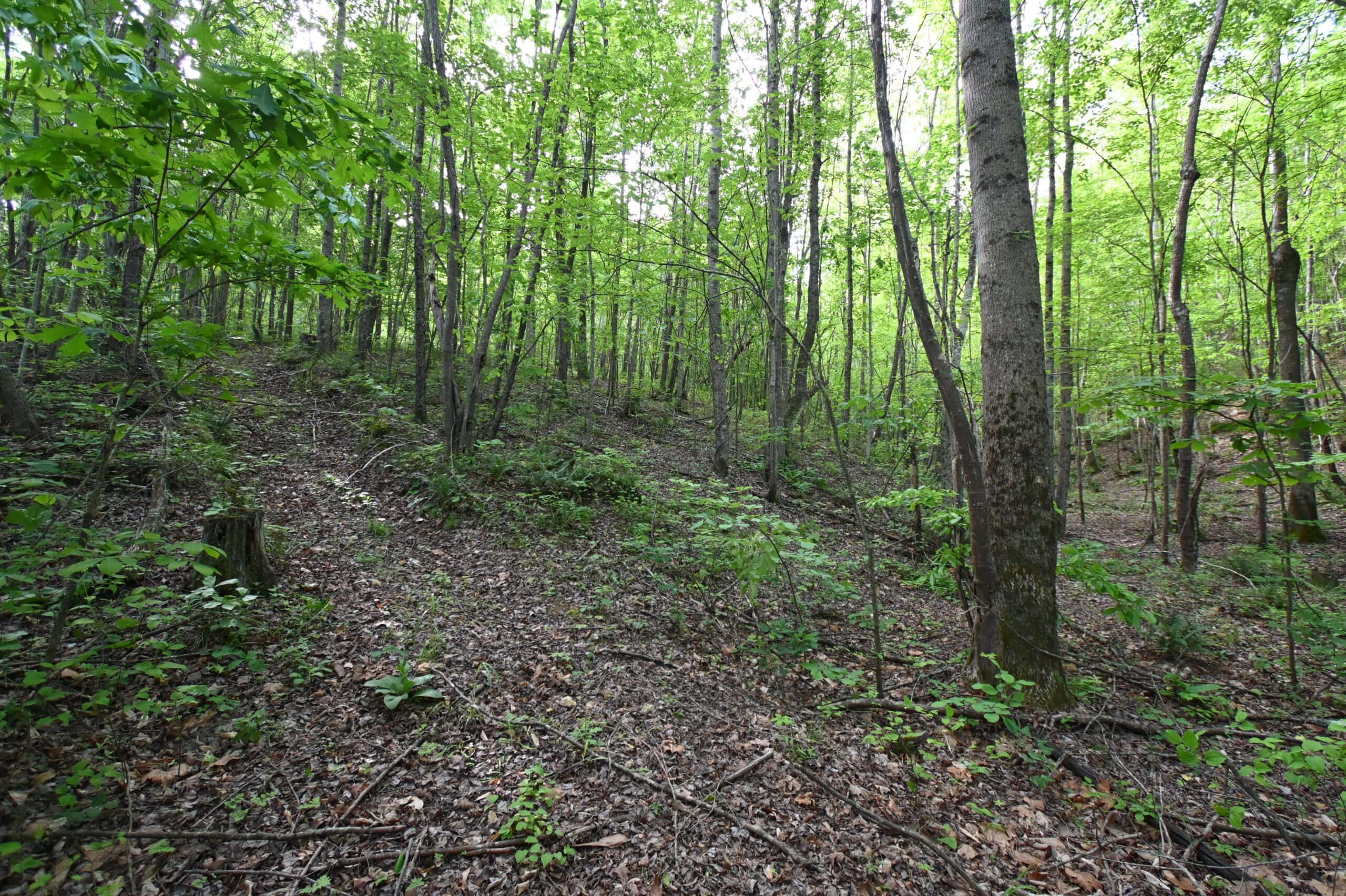 Tennessee Woods Land For Sale! 59.28 ac only minutes to TN River!