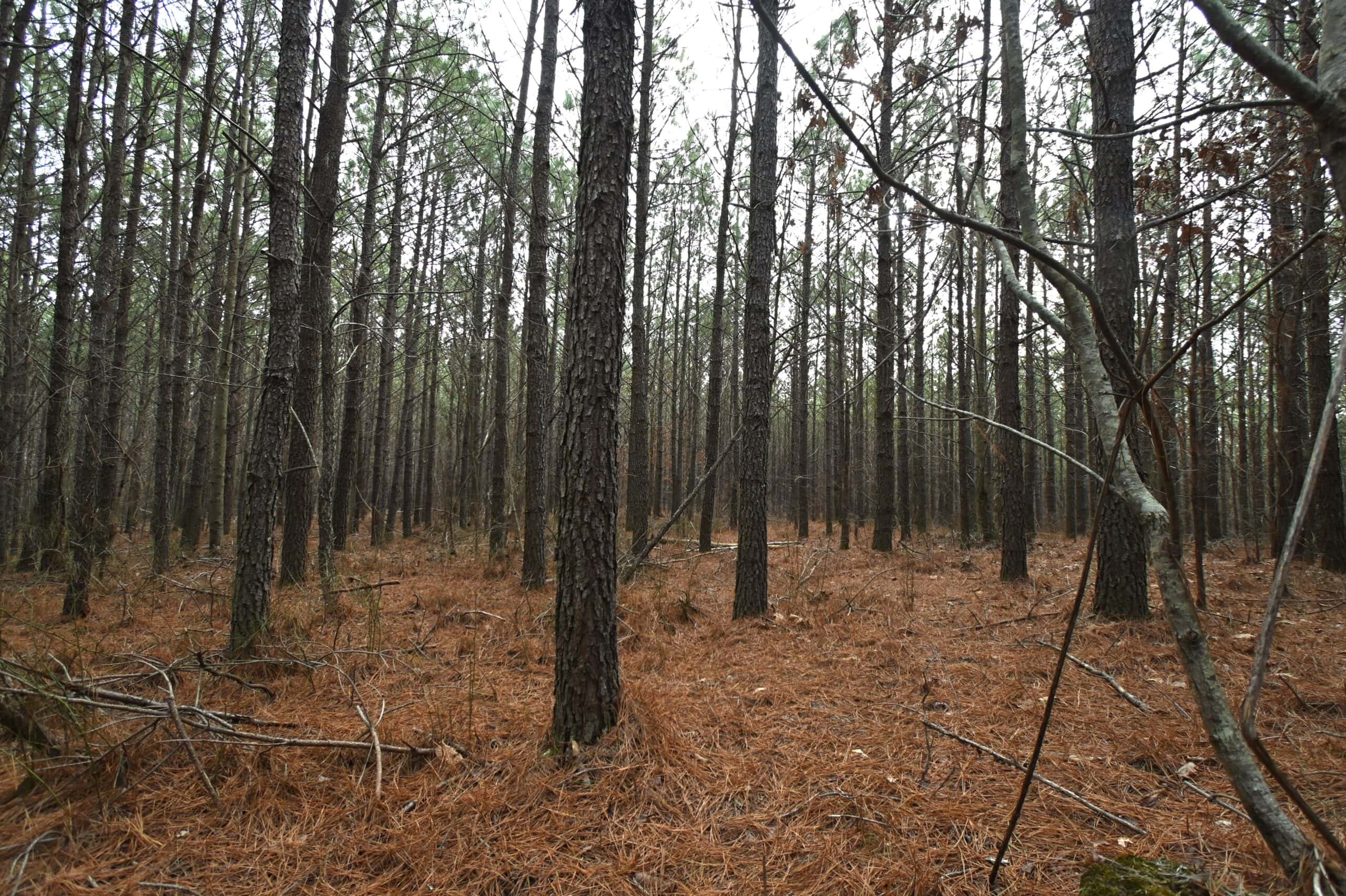 20 Wooded Acres For Sale in Lewis County, Tennessee