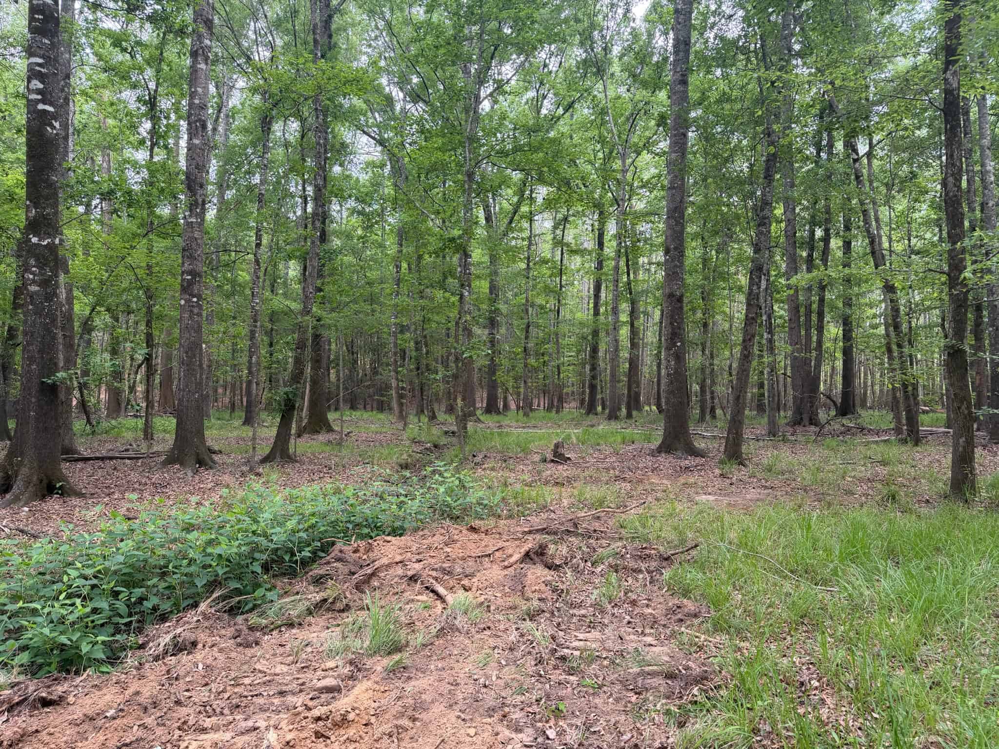LA Recreation & Timber Property Joining Saline Lake