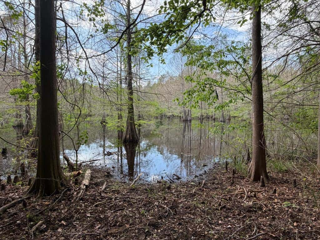 Hunting land with a Camp on Saline Lake Winn Parish LA