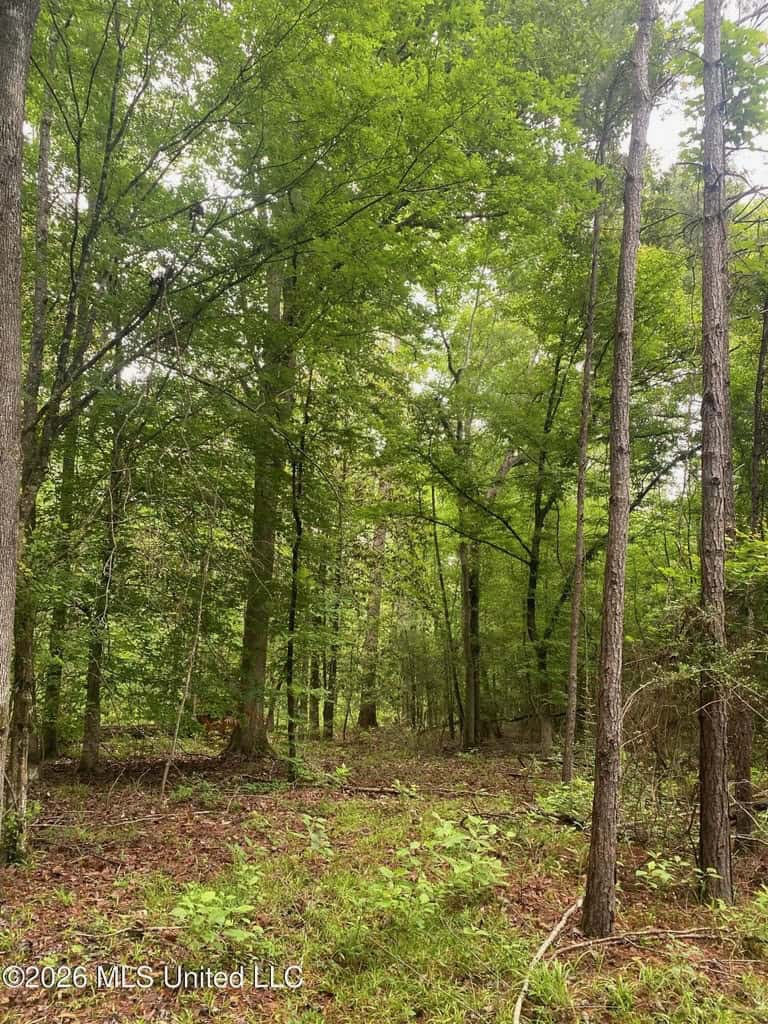 Hunting and Recreational Land for Sale in Amite County, Miss