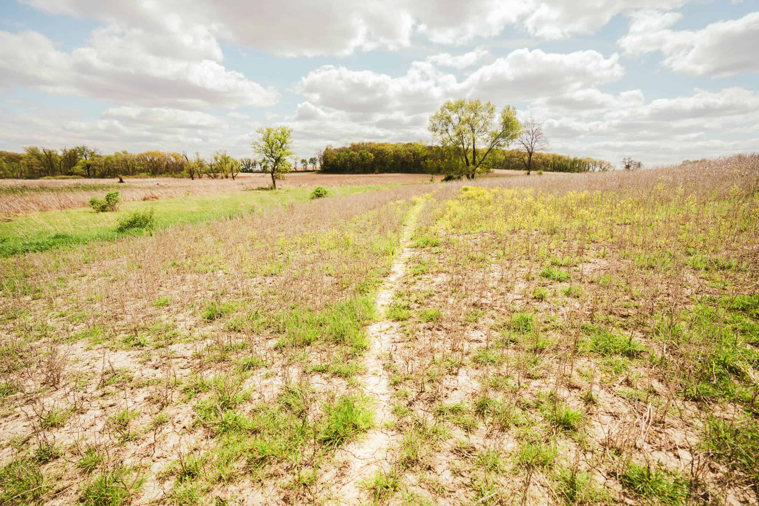 74 Acres in Dane County Town of York Rec, Hunting and Build Site for Sale