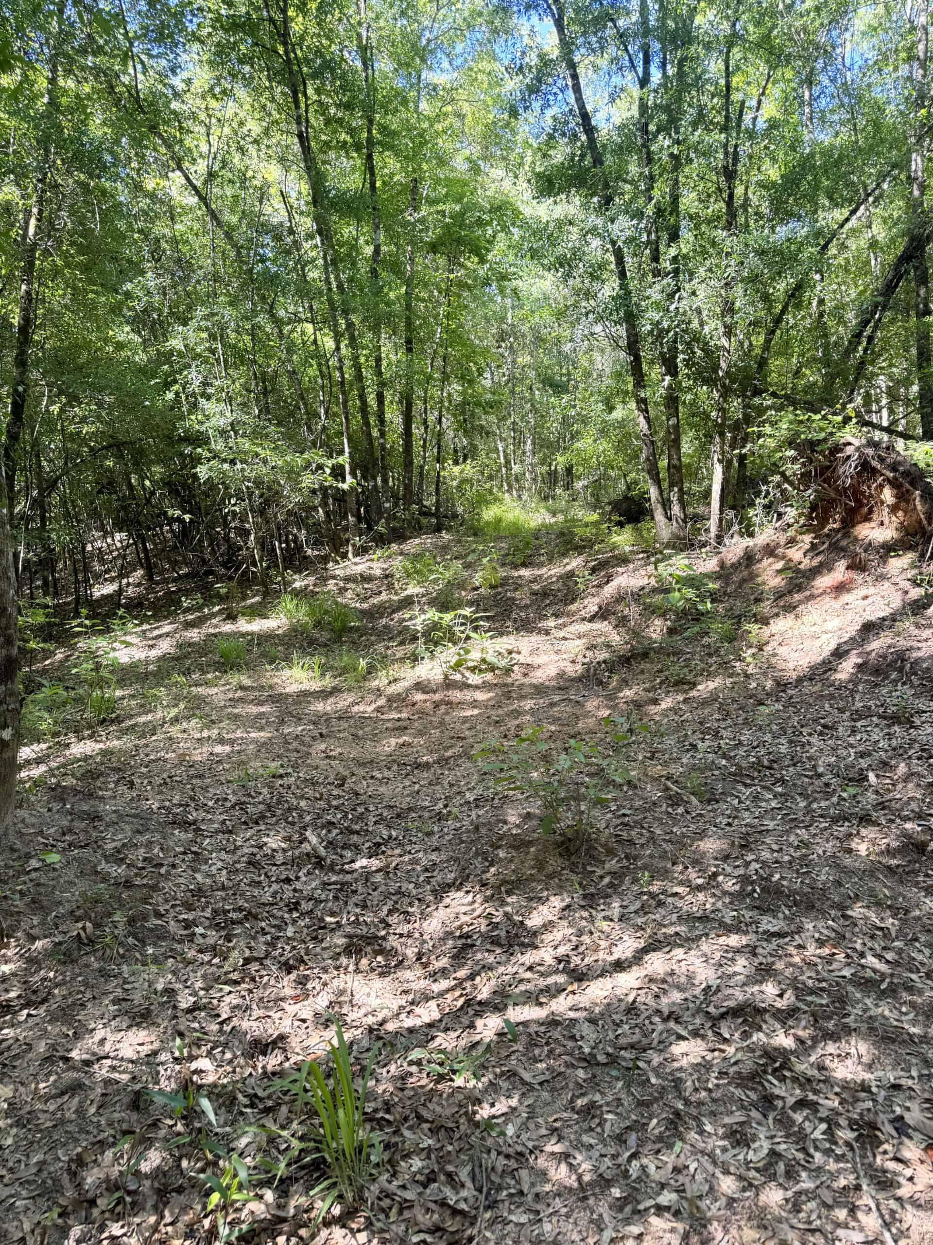 Exceptional 110 ac Hunting & Recreational Property in Shellman, GA
