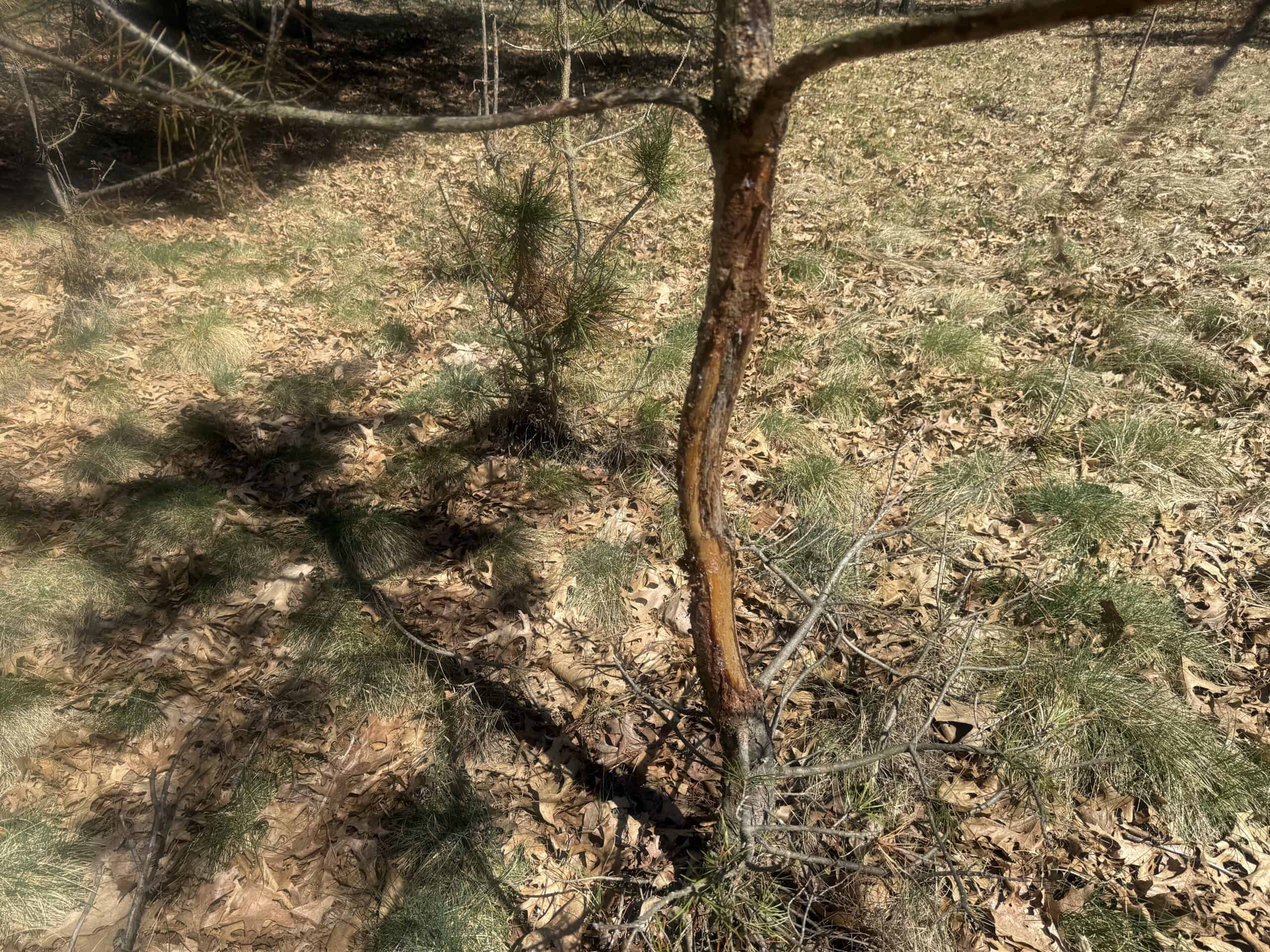88 Acre Marquette County  WI Hunting Property For Sale