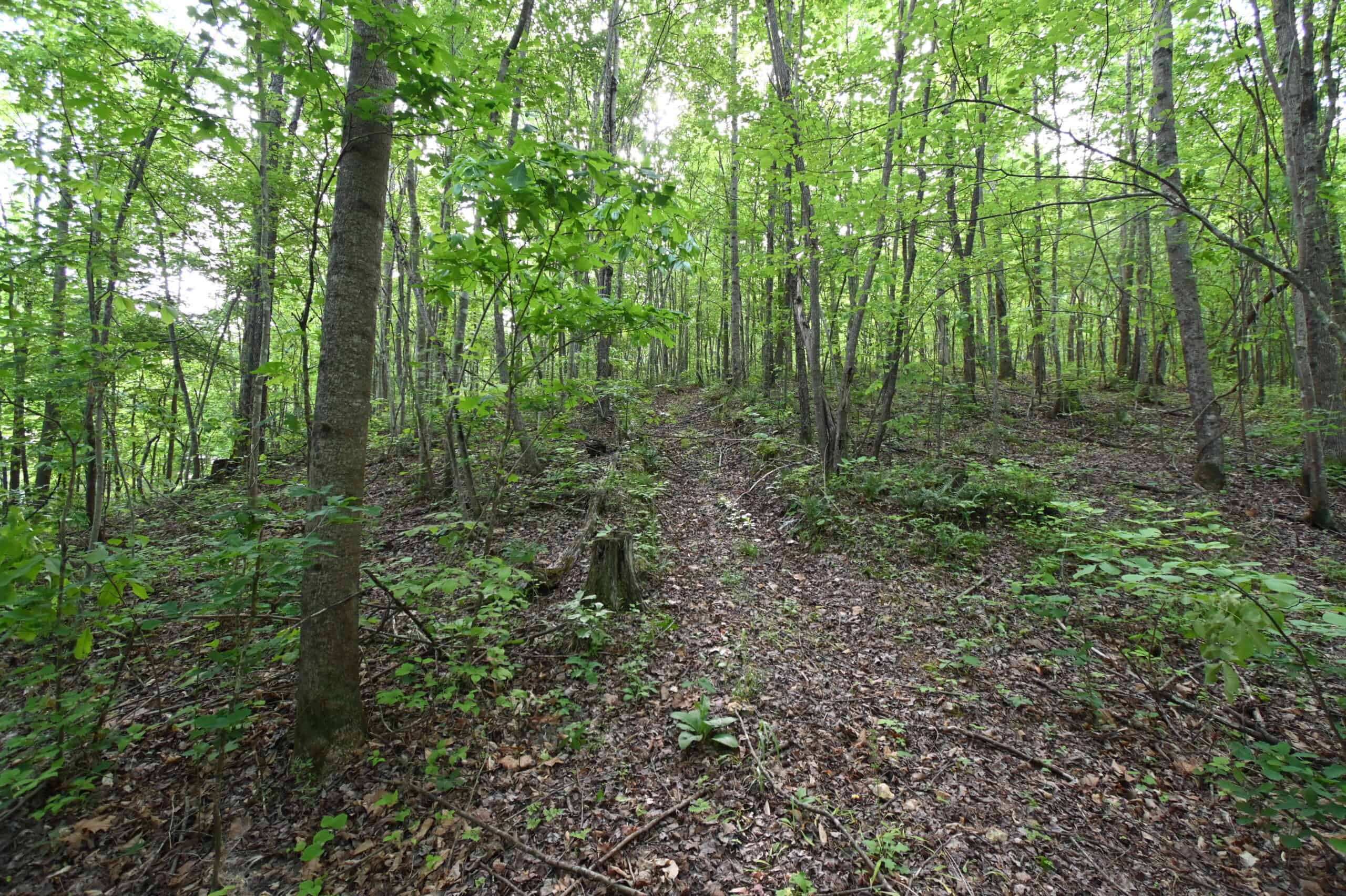 Tennessee Woods Land For Sale! 59.28 ac only minutes to TN River!