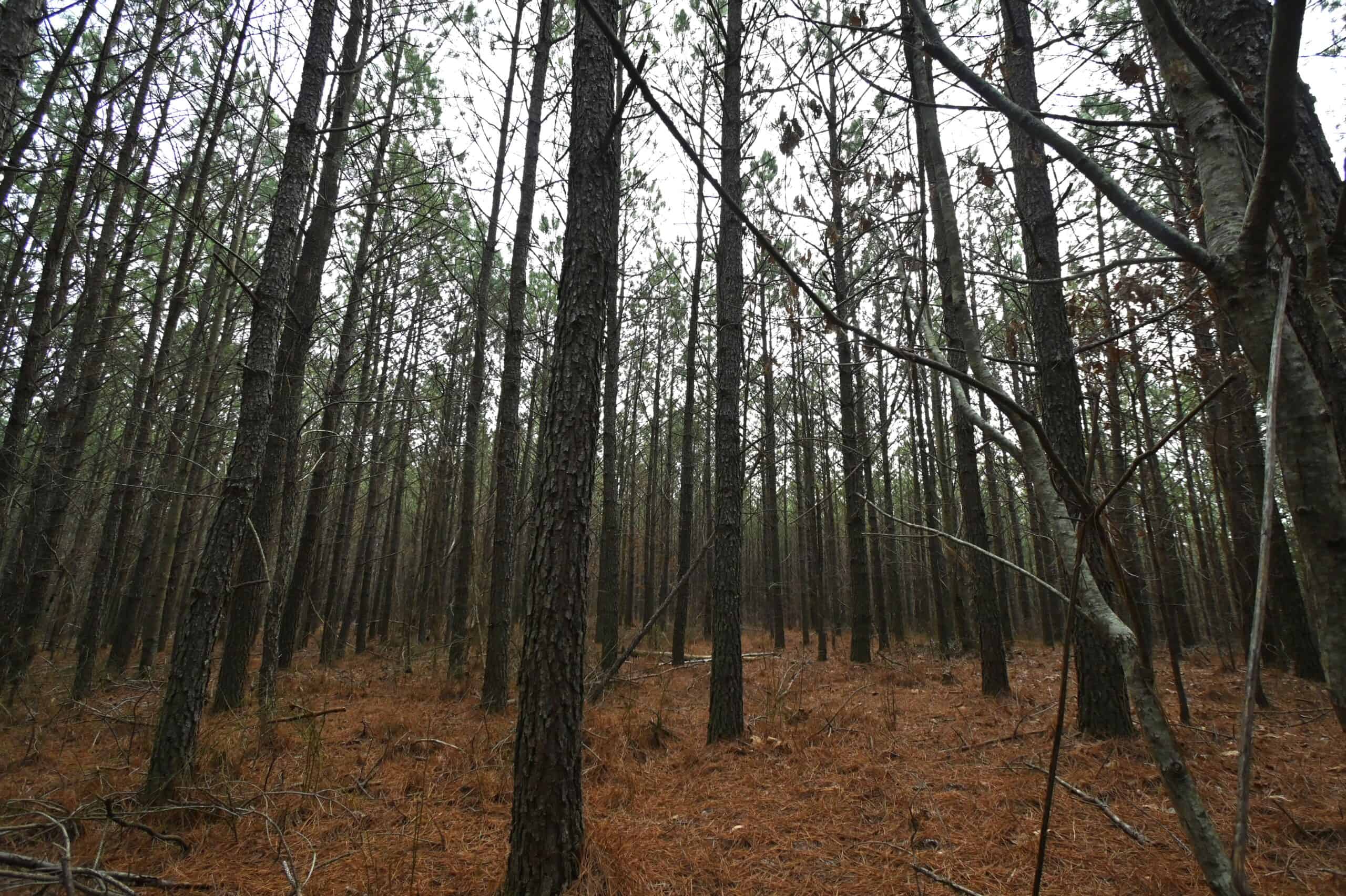 20 Wooded Acres For Sale in Lewis County, Tennessee