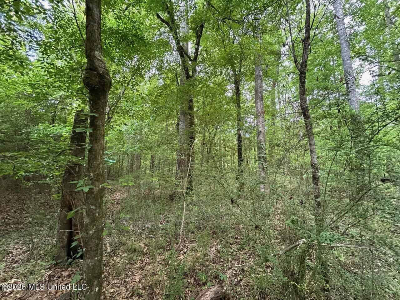56 Acres in St. Helena Parish with Black Creek