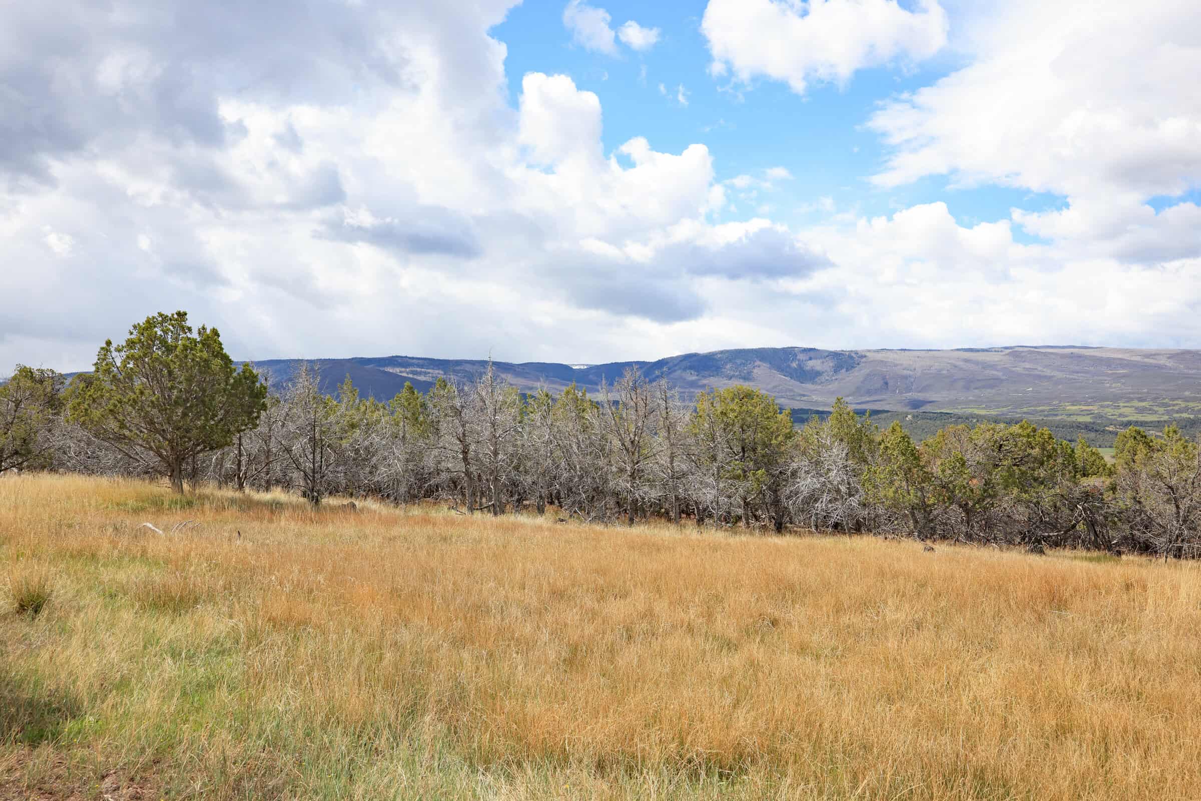 Vacant Land For Sale in Western Colorado with Tiny Home Included