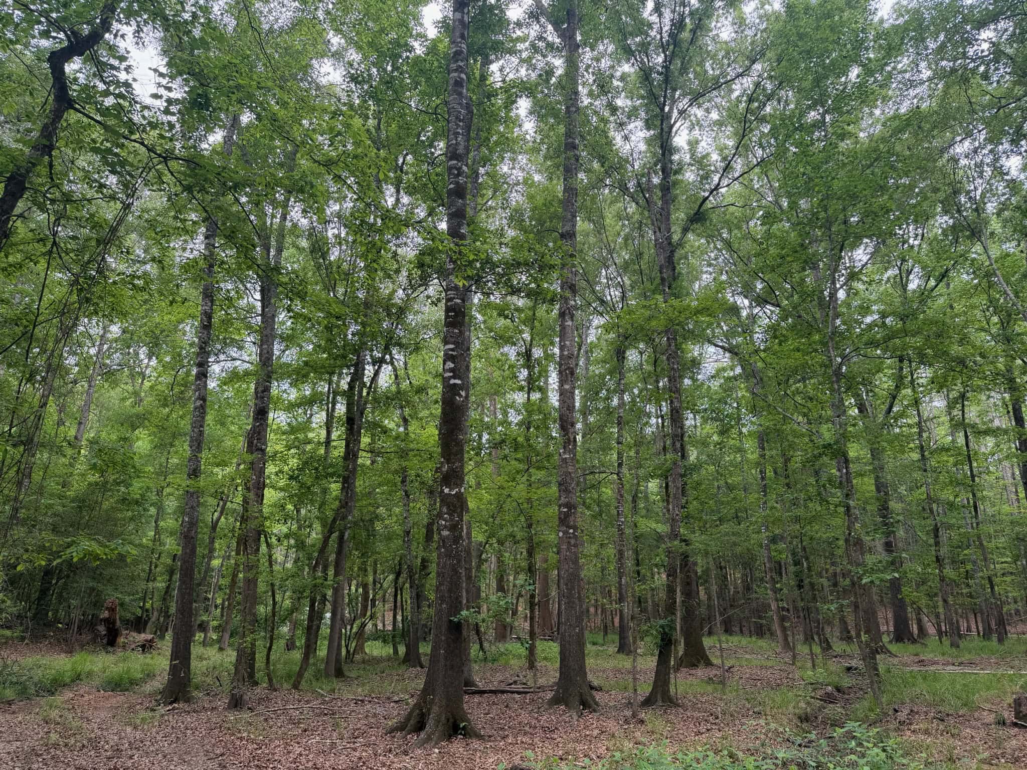 LA Recreation & Timber Property Joining Saline Lake