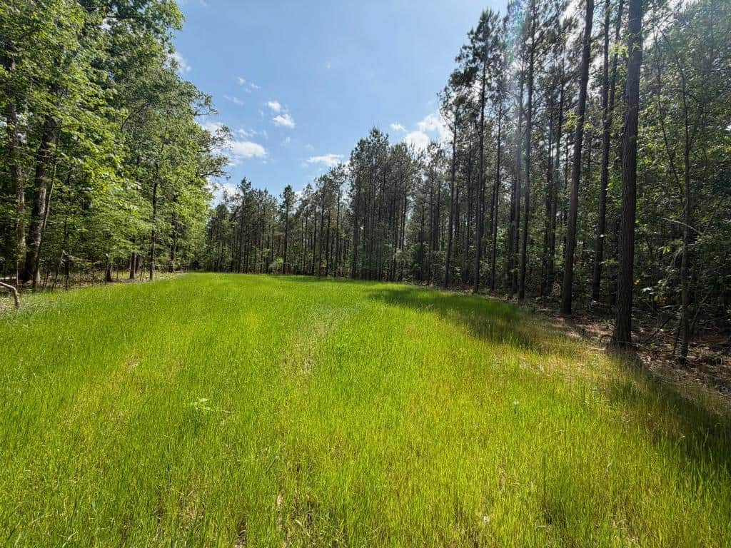 Hunting land with a Camp on Saline Lake Winn Parish LA