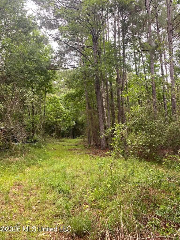 Hunting and Recreational Land for Sale in Amite County, Miss