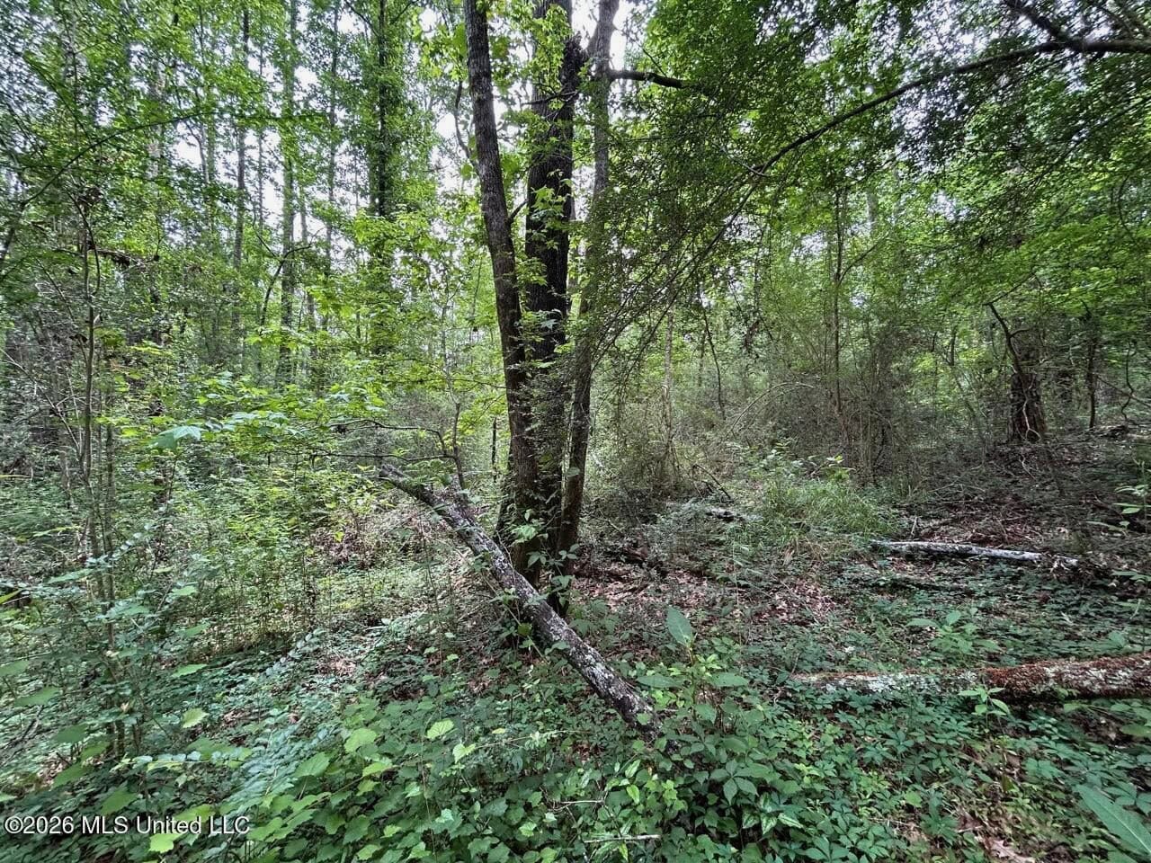 15 Acres with Pond & Homesite in Liberty, MS