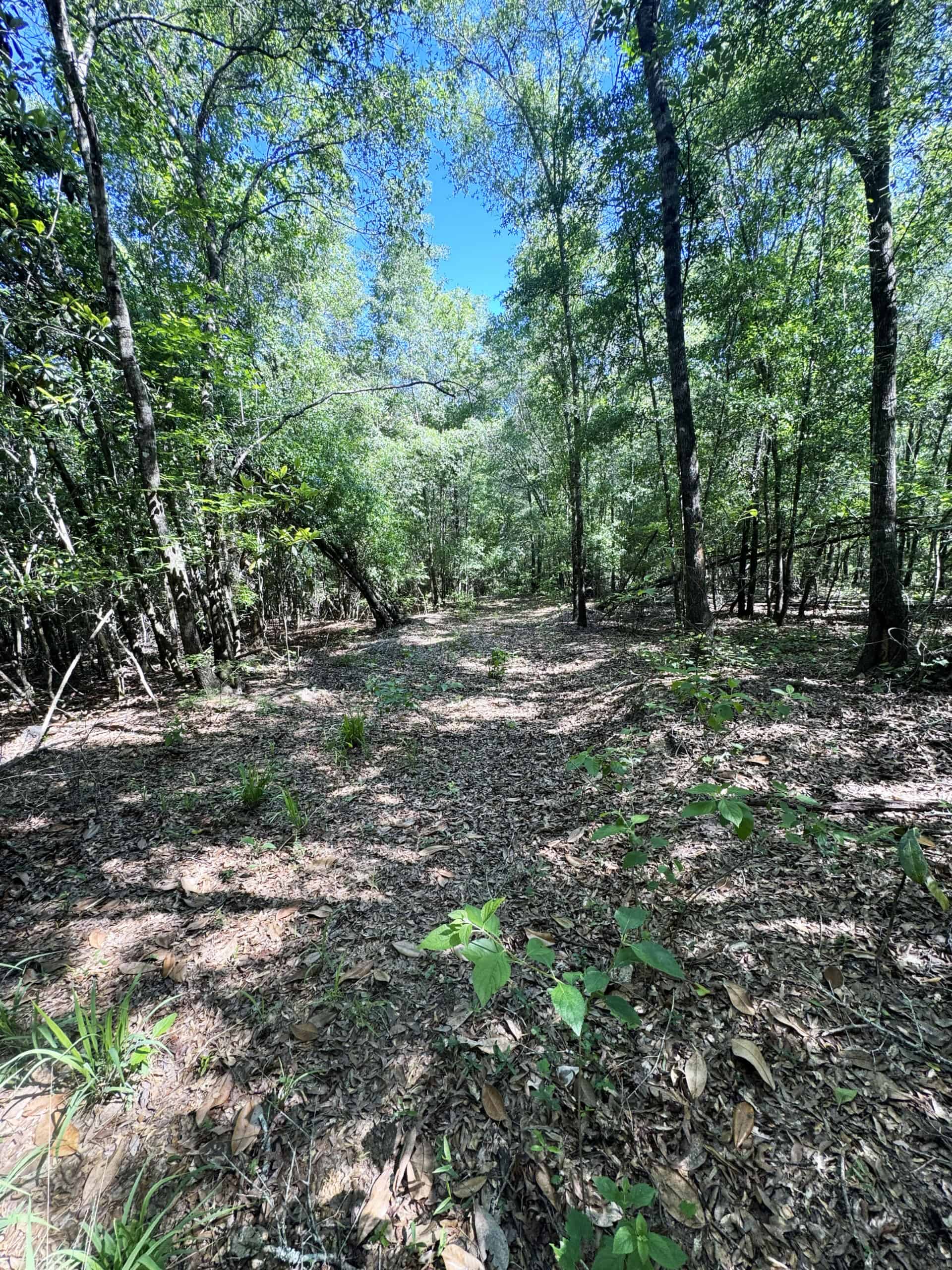 Exceptional 110 ac Hunting & Recreational Property in Shellman, GA