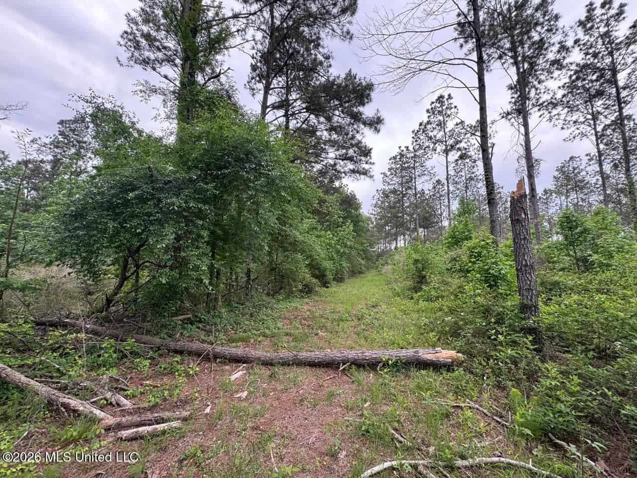 160 Acre in Bienville Parish Near Arcadia, Louisiana